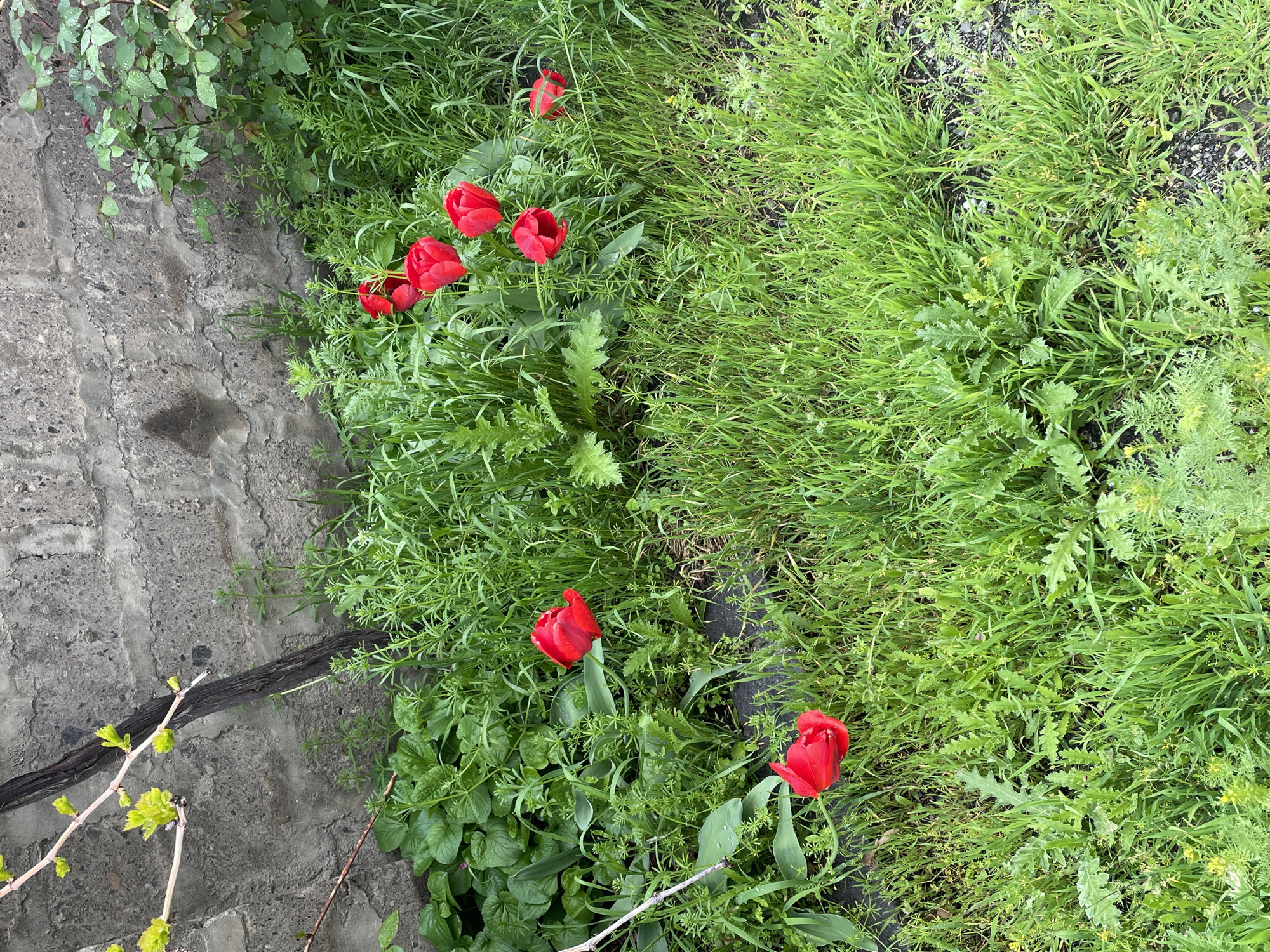Morning spring walk documented in Vagharshapat, Armenia