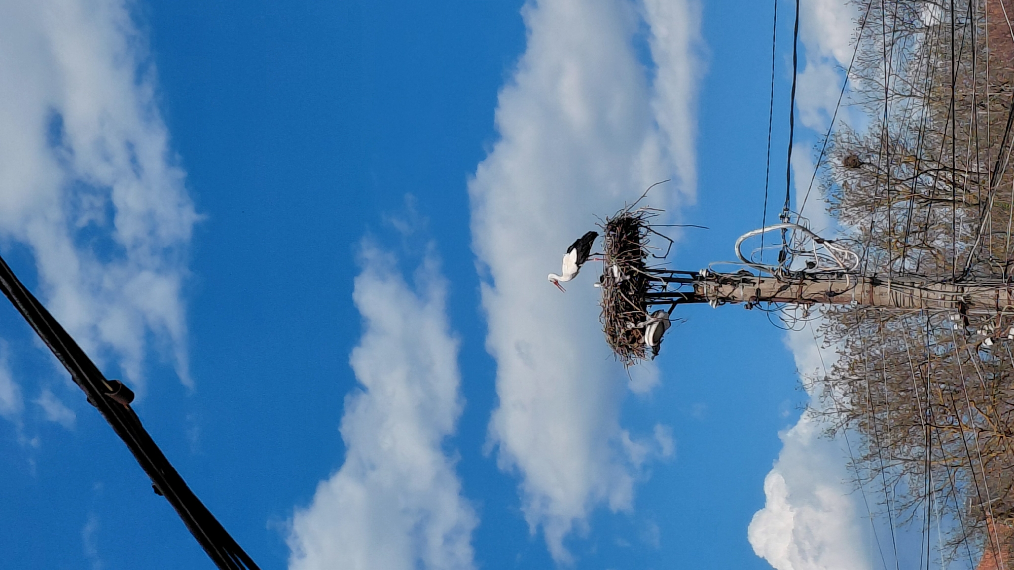 Stork spotted nesting on utility pole