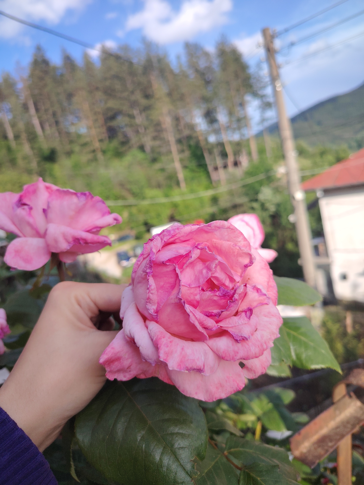Quiet afternoon moments: roses and sleeping cat in Smolyan