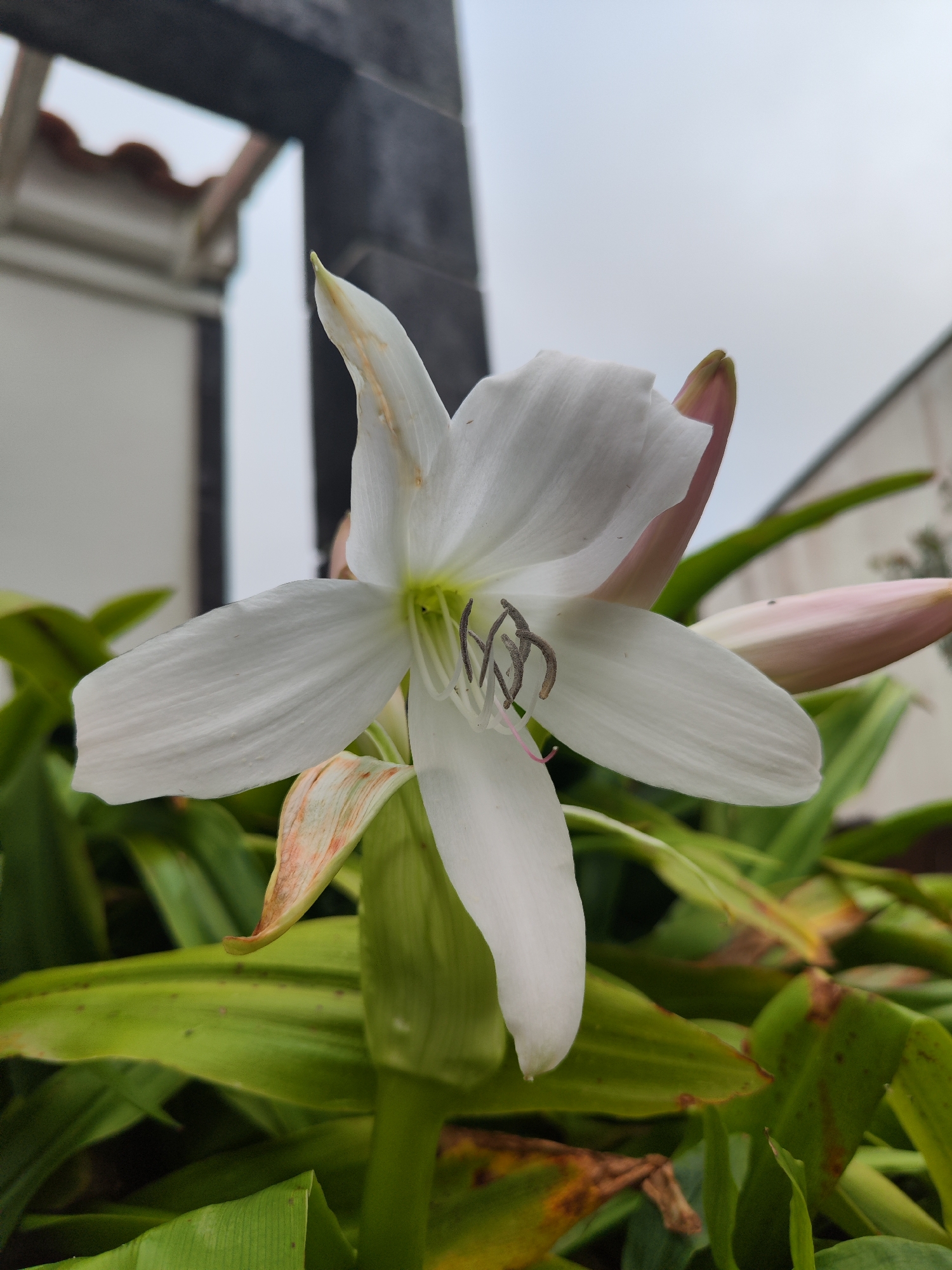 Garden photography session captures spring blooms in Ribeira Grande