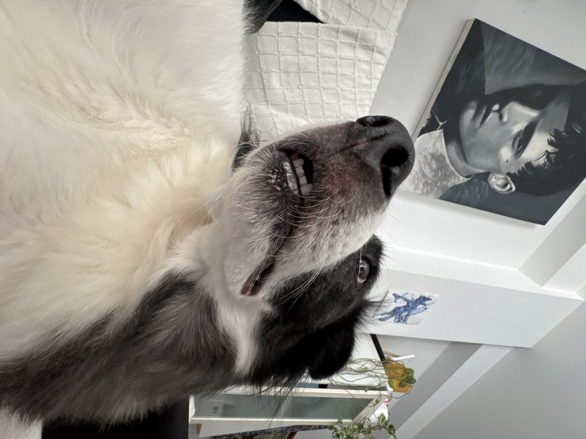Border collies chilling at home in Vigo