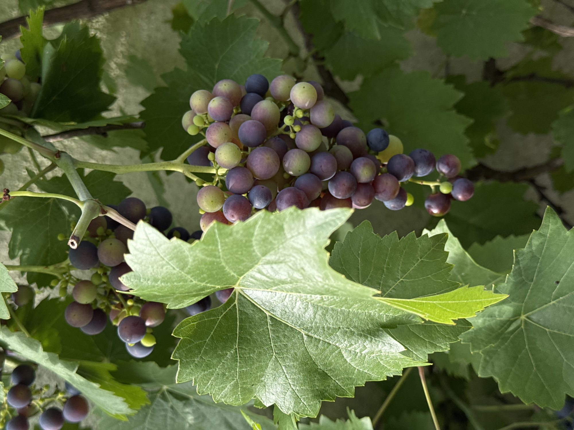 Summer garden check: grapes, chickens, and homegrown produce in Bavaria