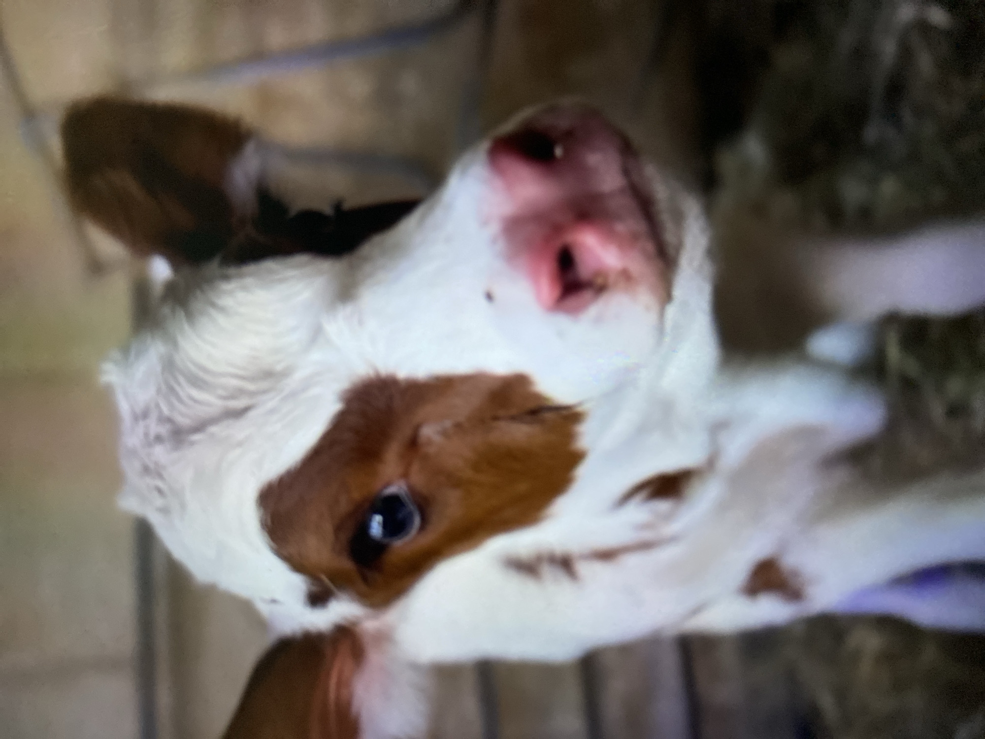 Early morning farm animal photography documented in Tinaquillo, Venezuela