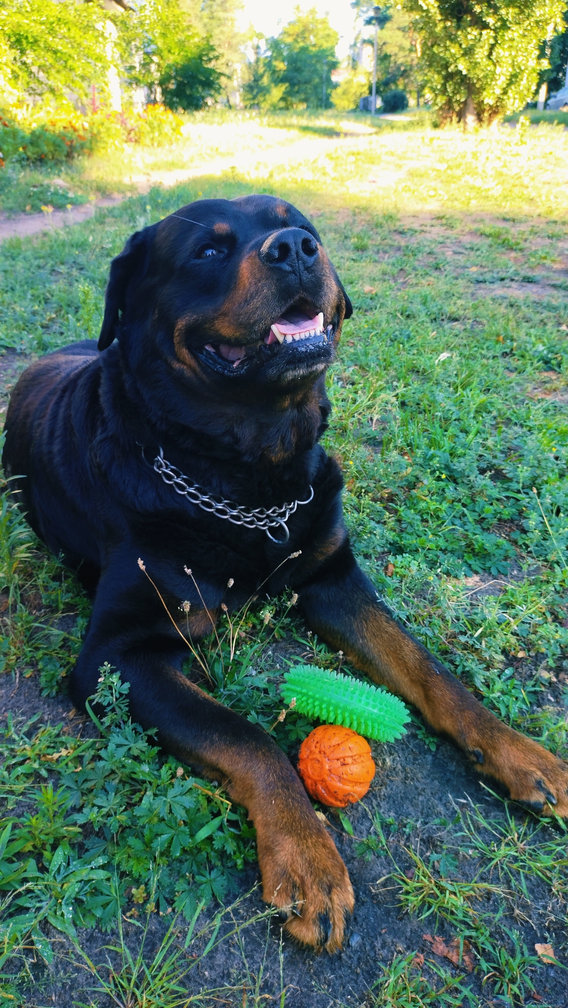 Rottweiler, garden blooms, and summer morning in Horishni Plavni