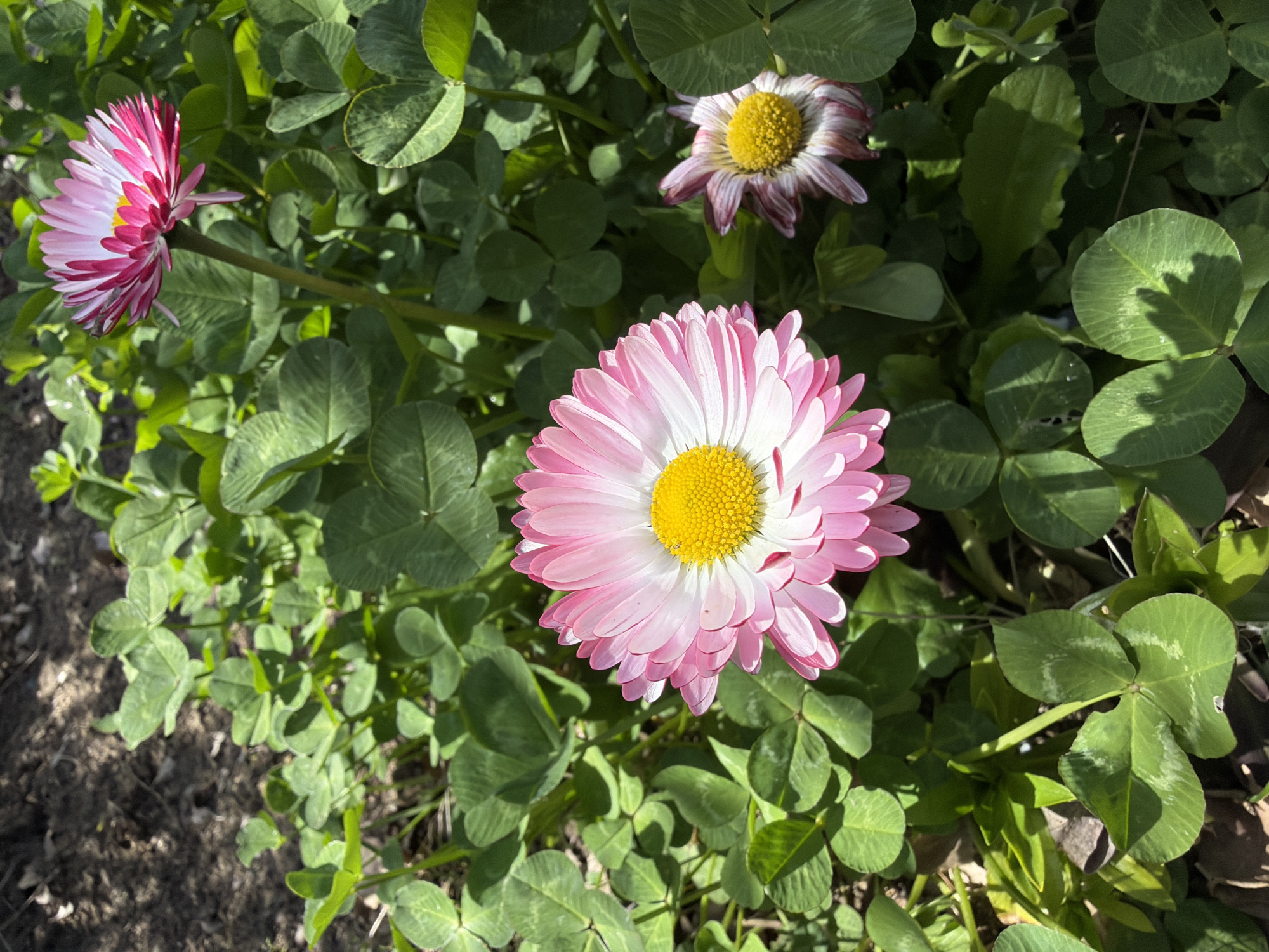 Spring flowers bloom in clover patch, Varna Bulgaria