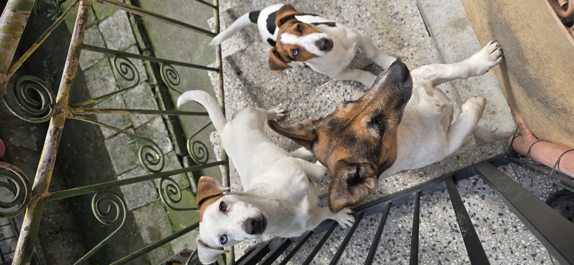 Three dogs spotted on balcony in Varna, Bulgaria