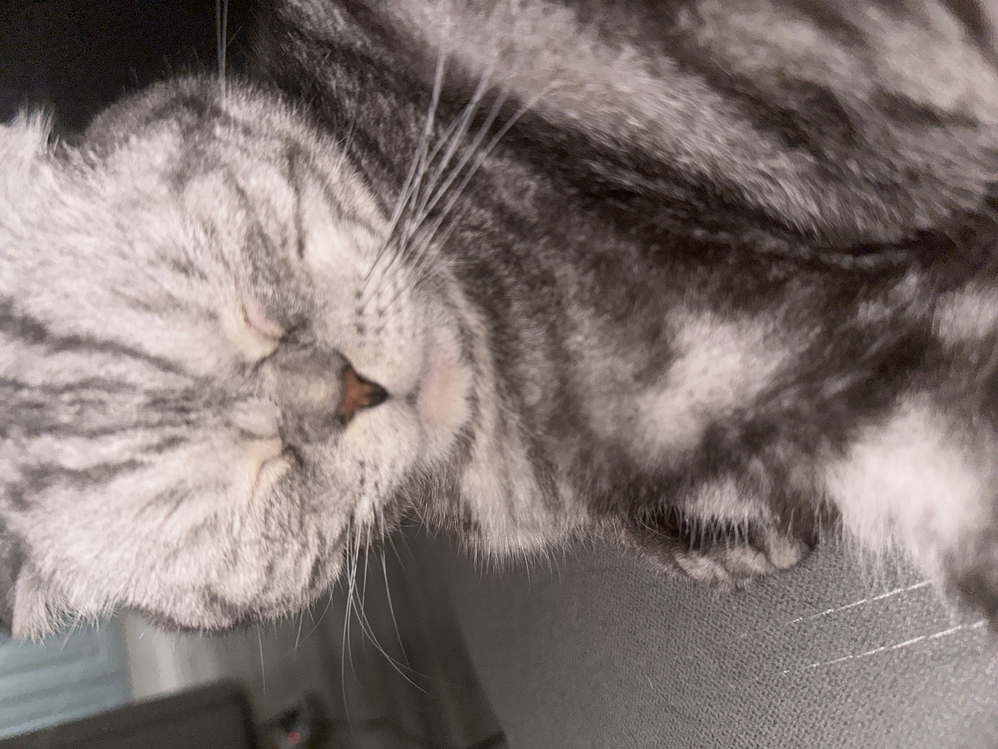 Grey tabby cat napping, Kazan