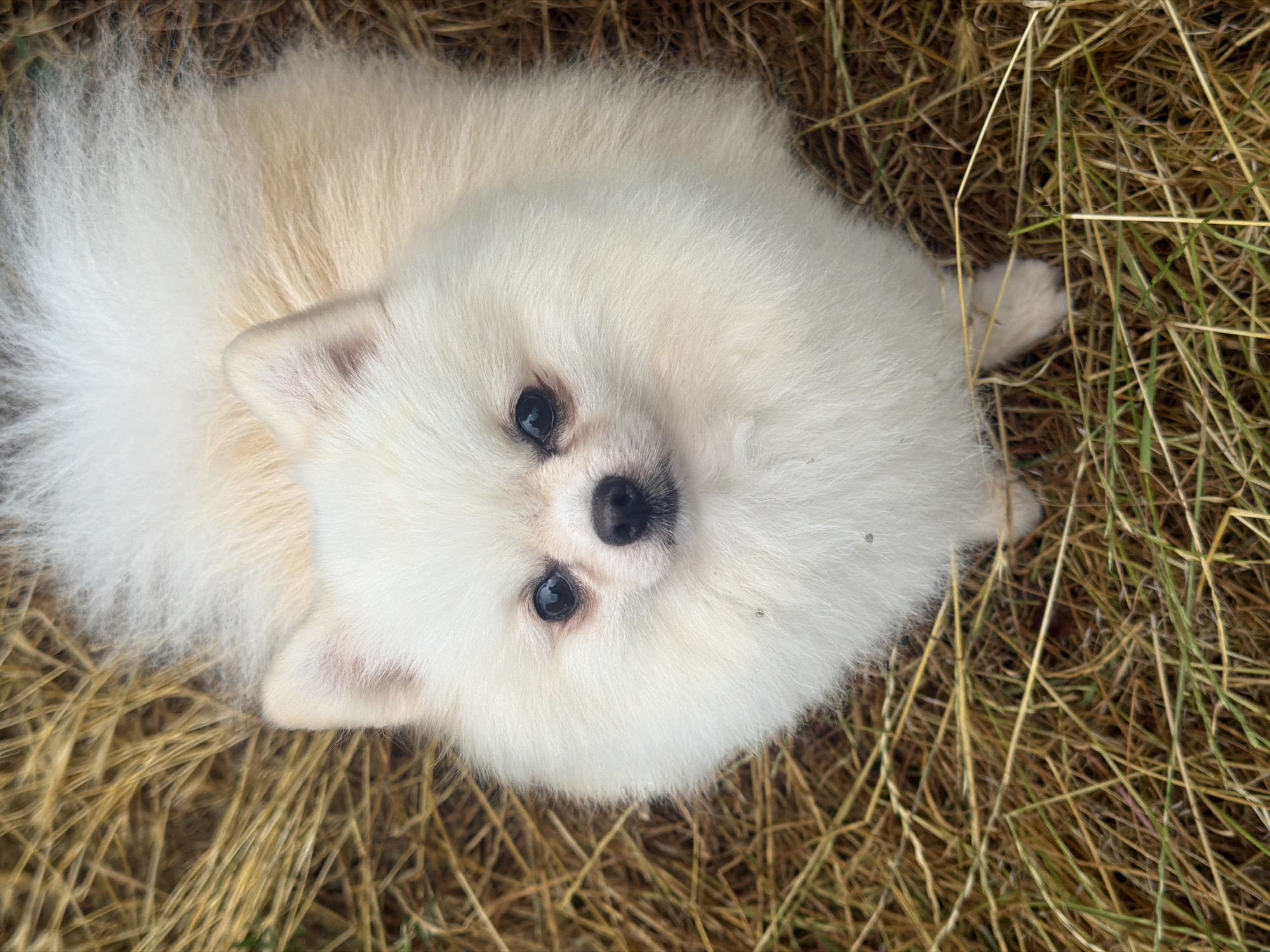 White Pomeranian holds eye contact with the camera