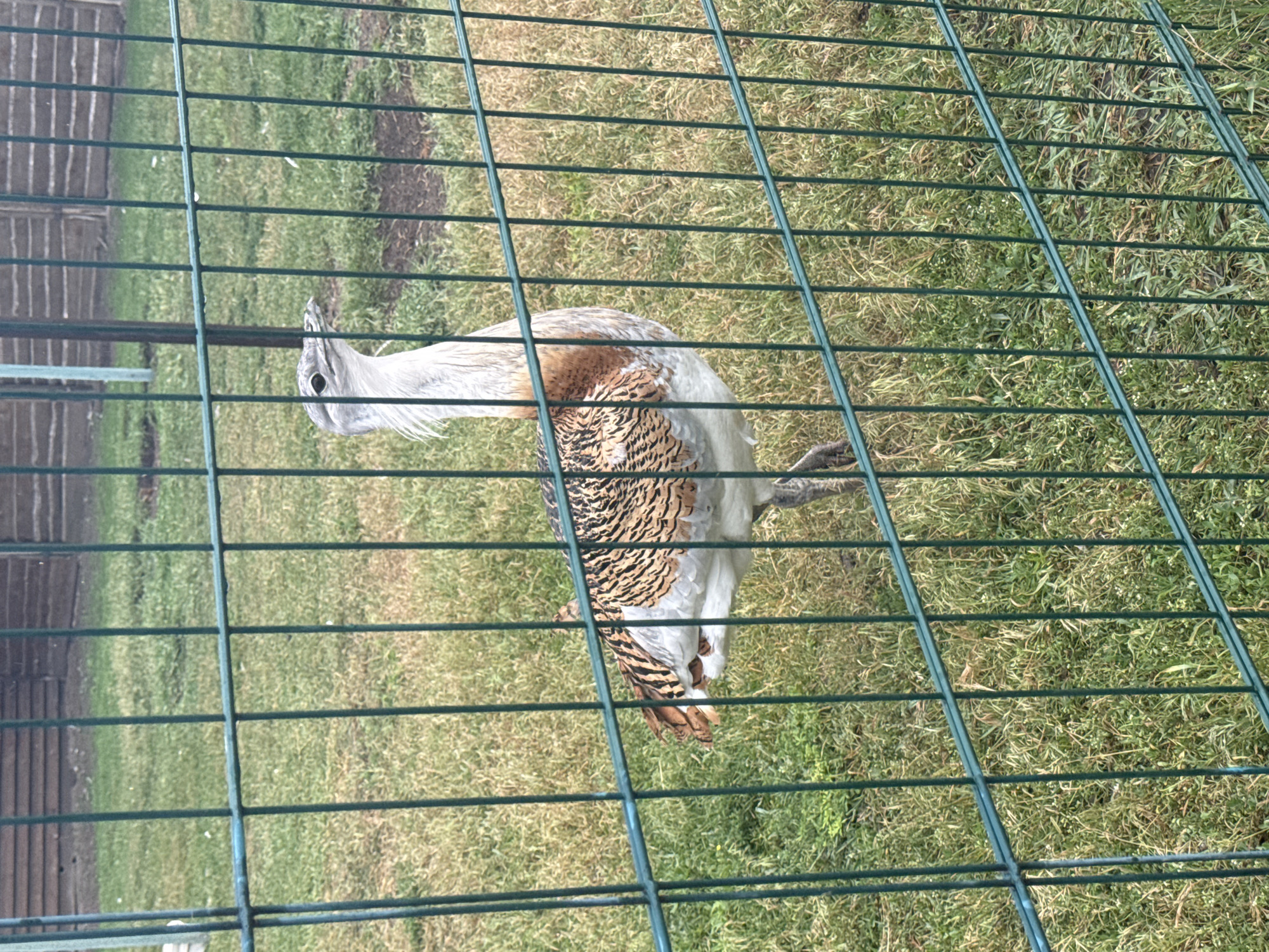 Zoo visit documented in Zaliznychne Ukraine wildlife facility tour
