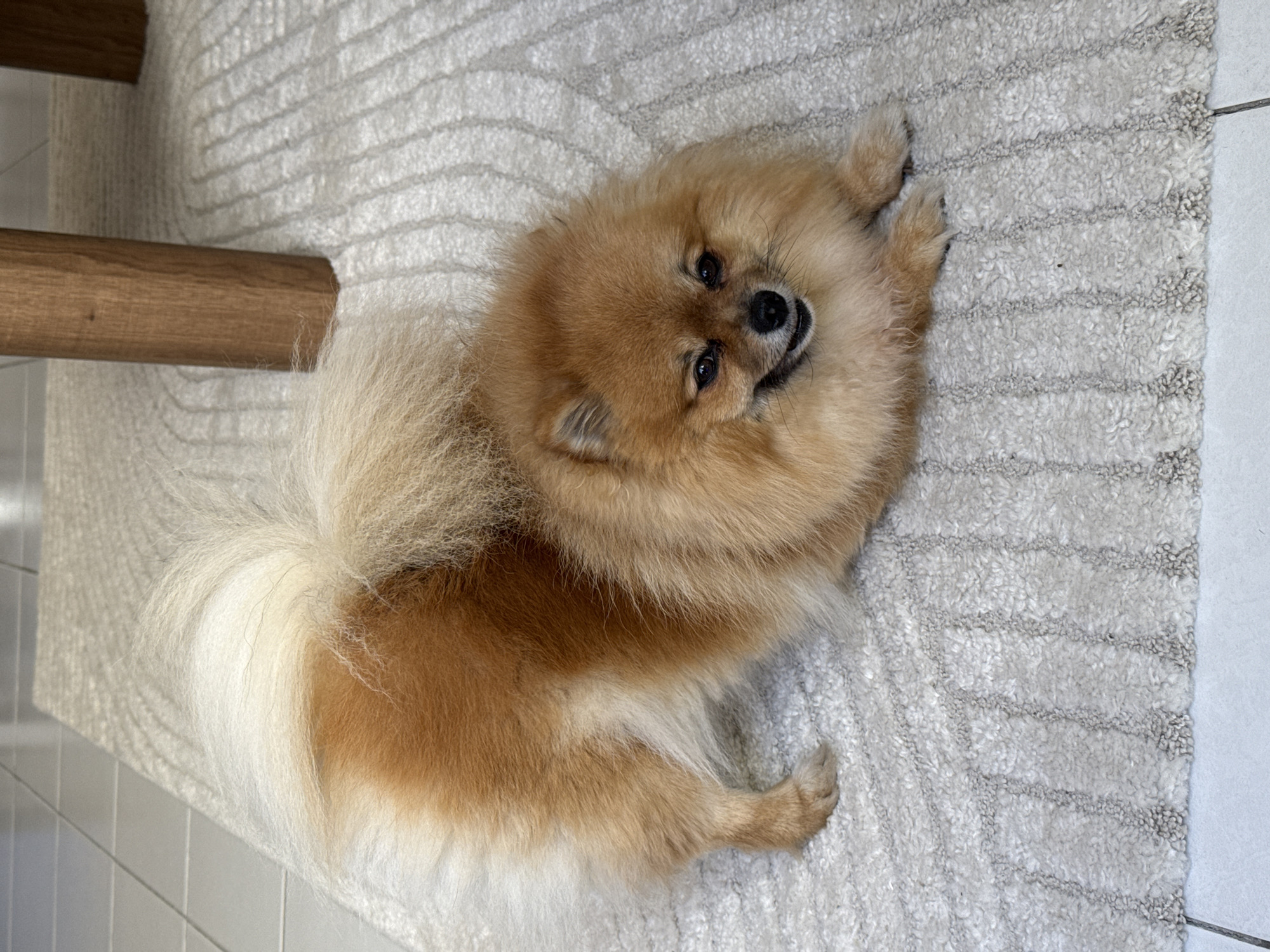 Quiet afternoon with Pomeranian documented in Cannes home