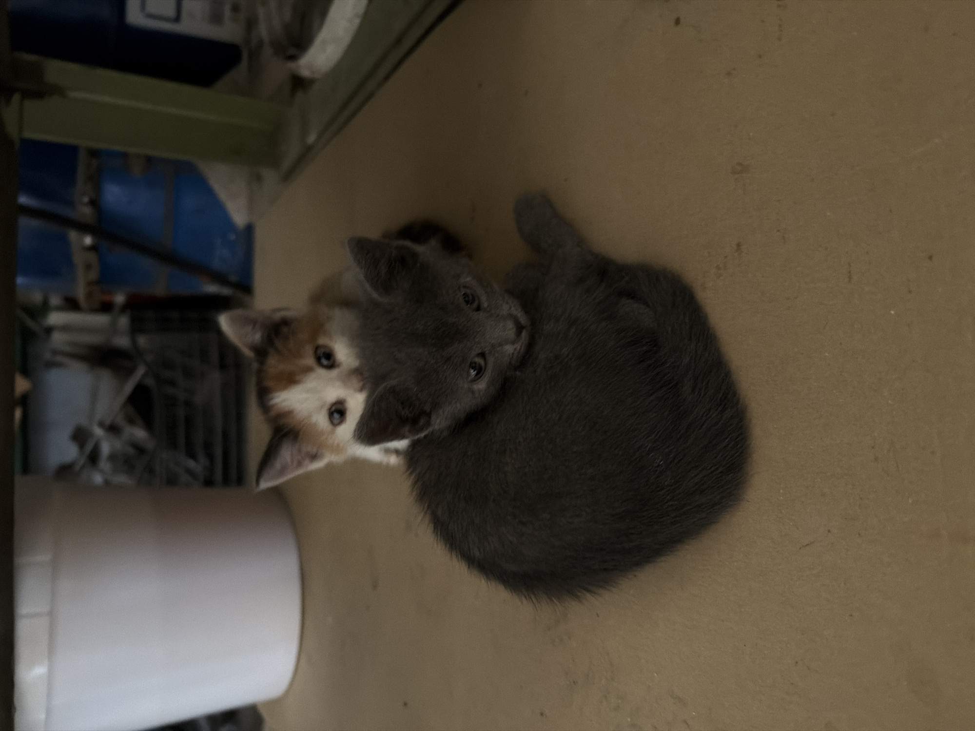 Kittens documented in everyday domestic scenes across Bulgarian village