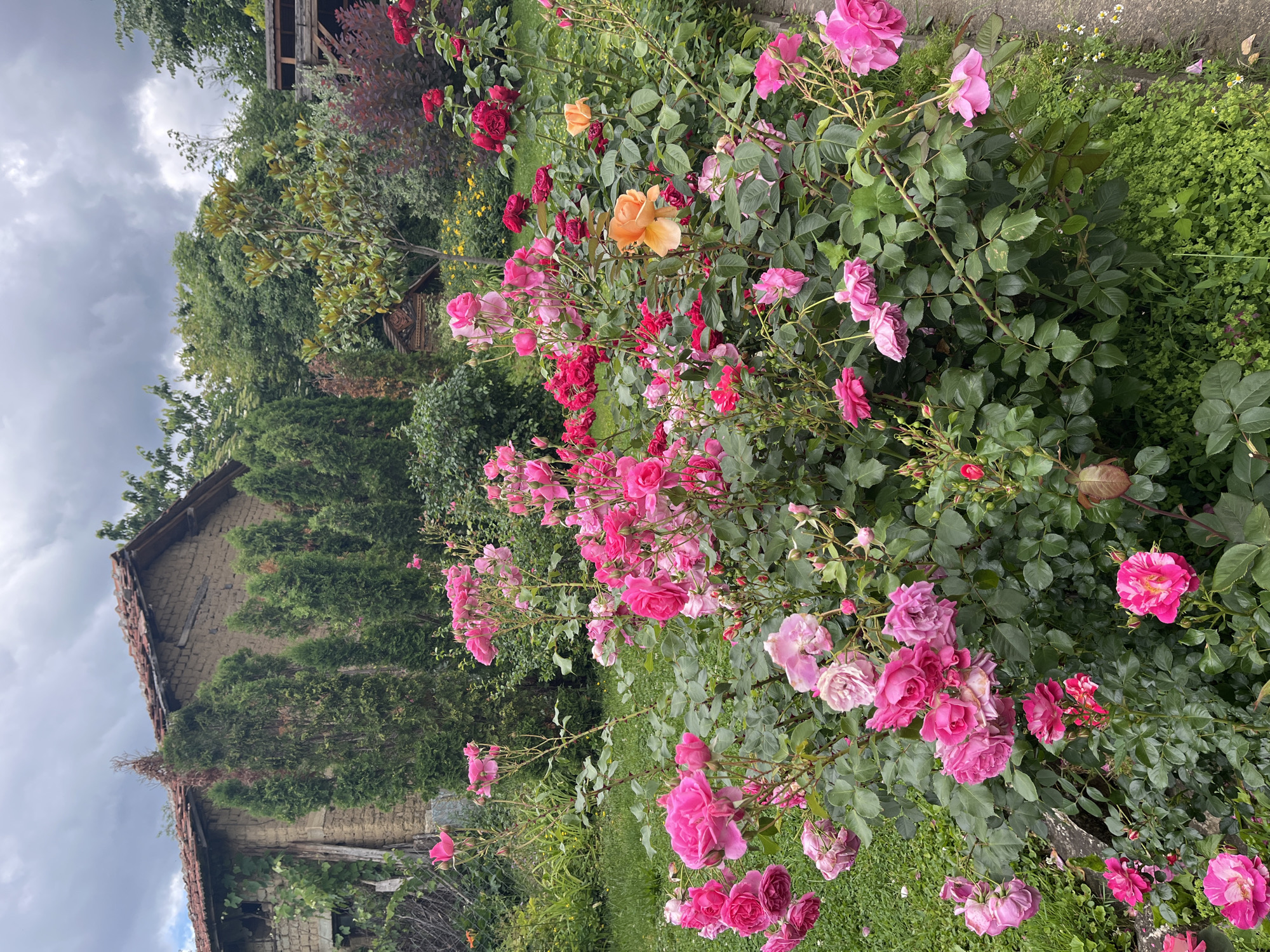 Rose garden blooming in Skobelevo, Bulgaria