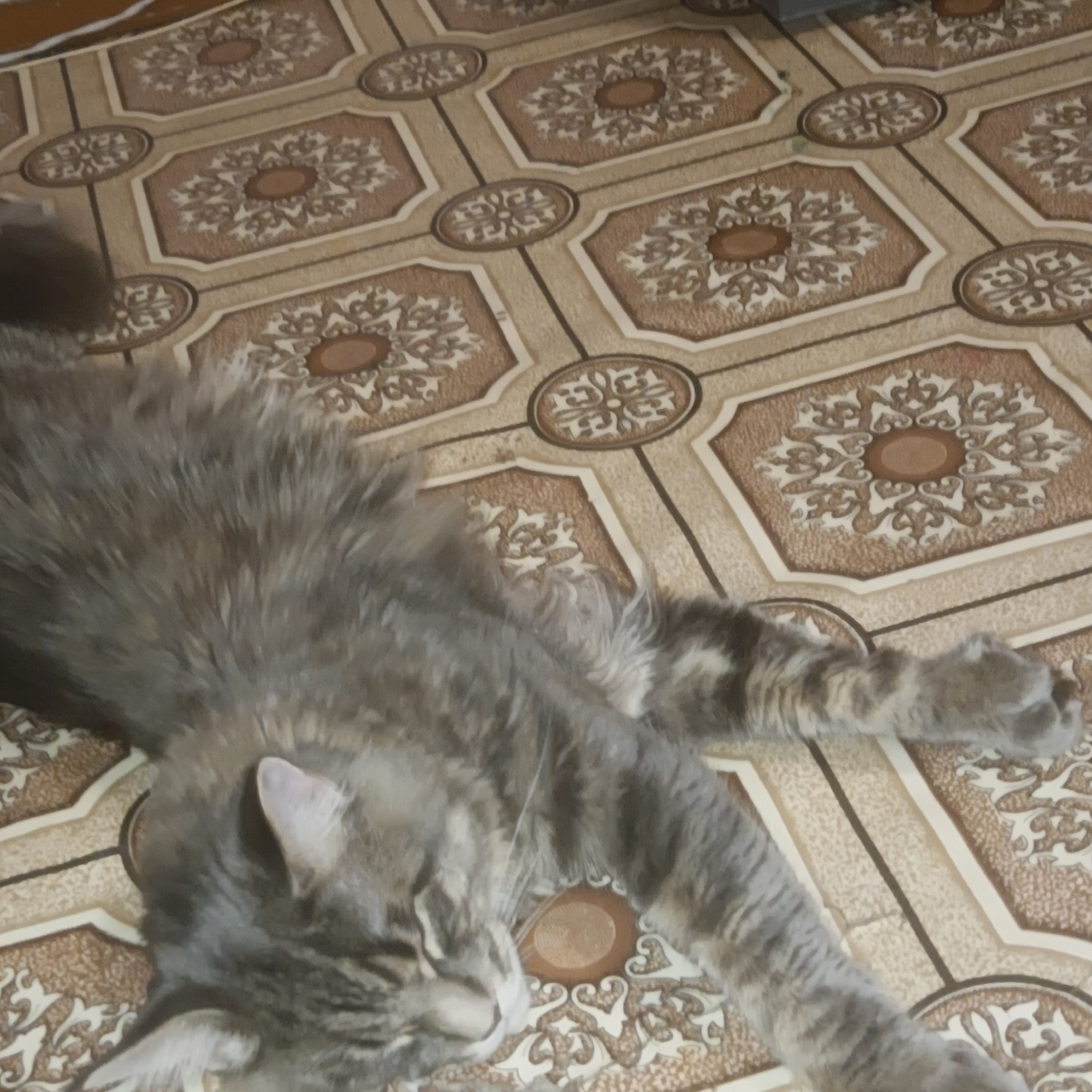 Cat rests on tile floor in Chaikovsky