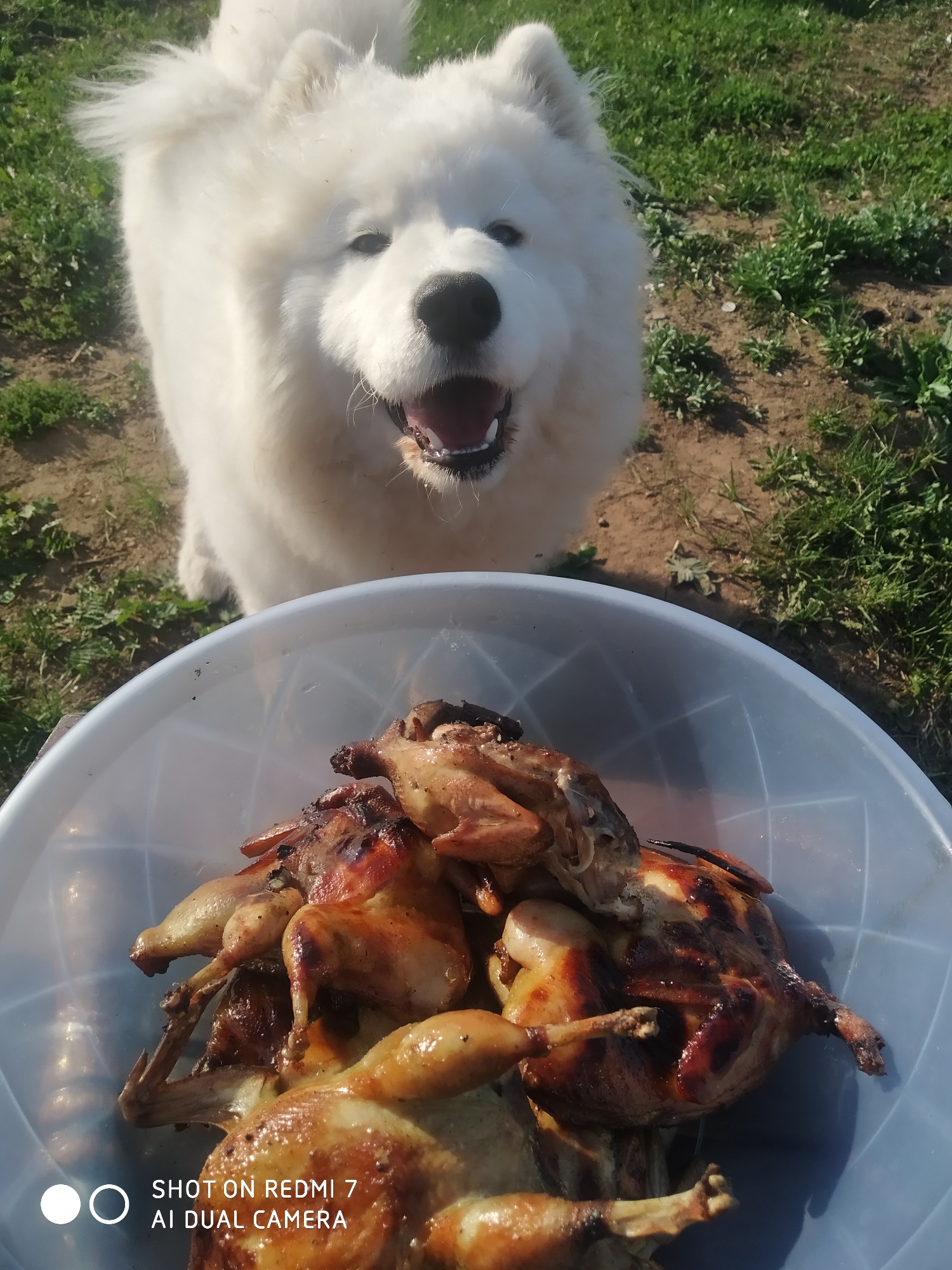 Samoyed dog spotted with bowl of cooked hens in Russia