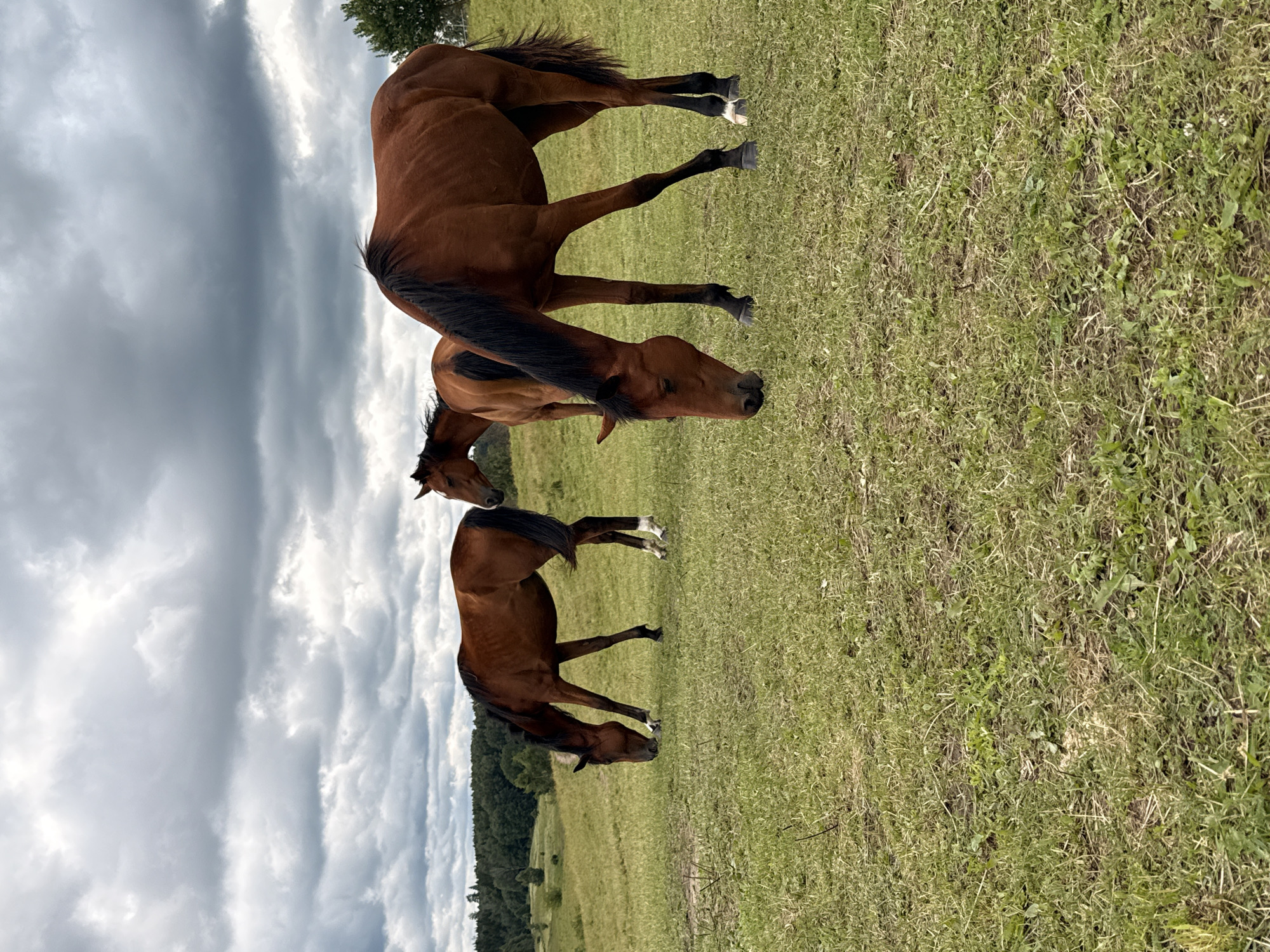 Mixed horse herd grazing in a cloudy Lithuanian field