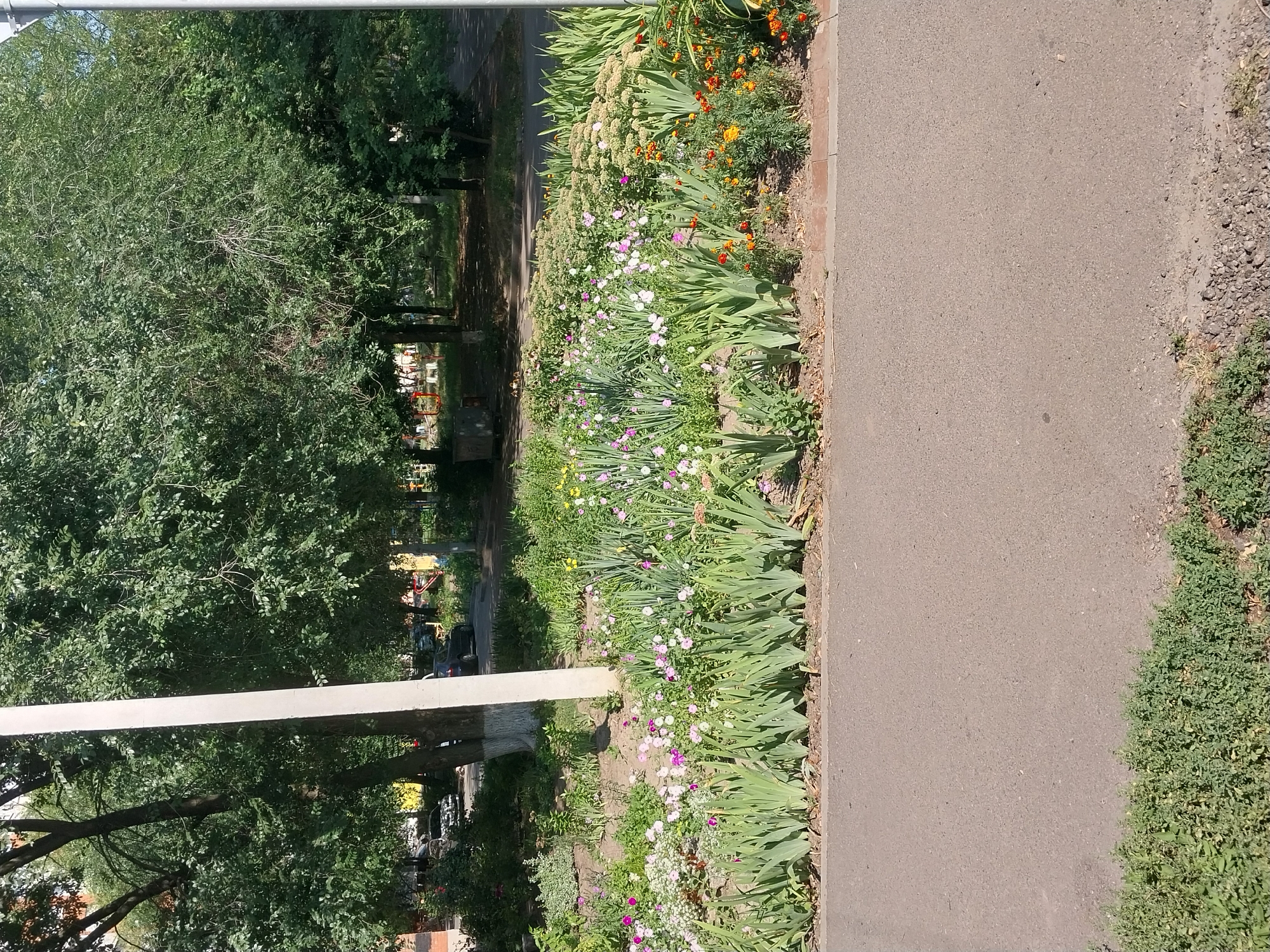 Summer flowers in bloom across a Dnipro park