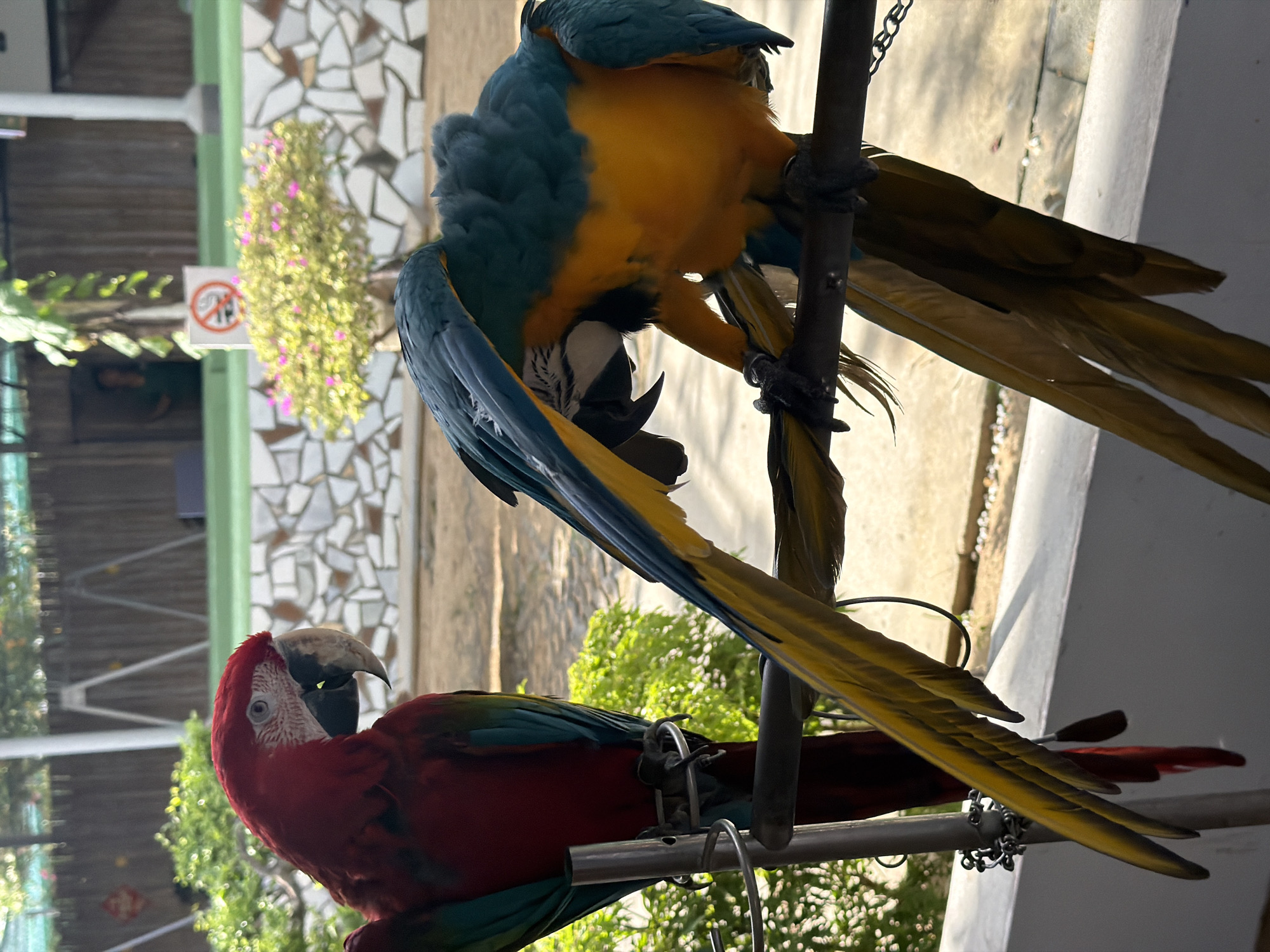 Morning visit to Vietnam farm zoo captures macaws, koi, gardens