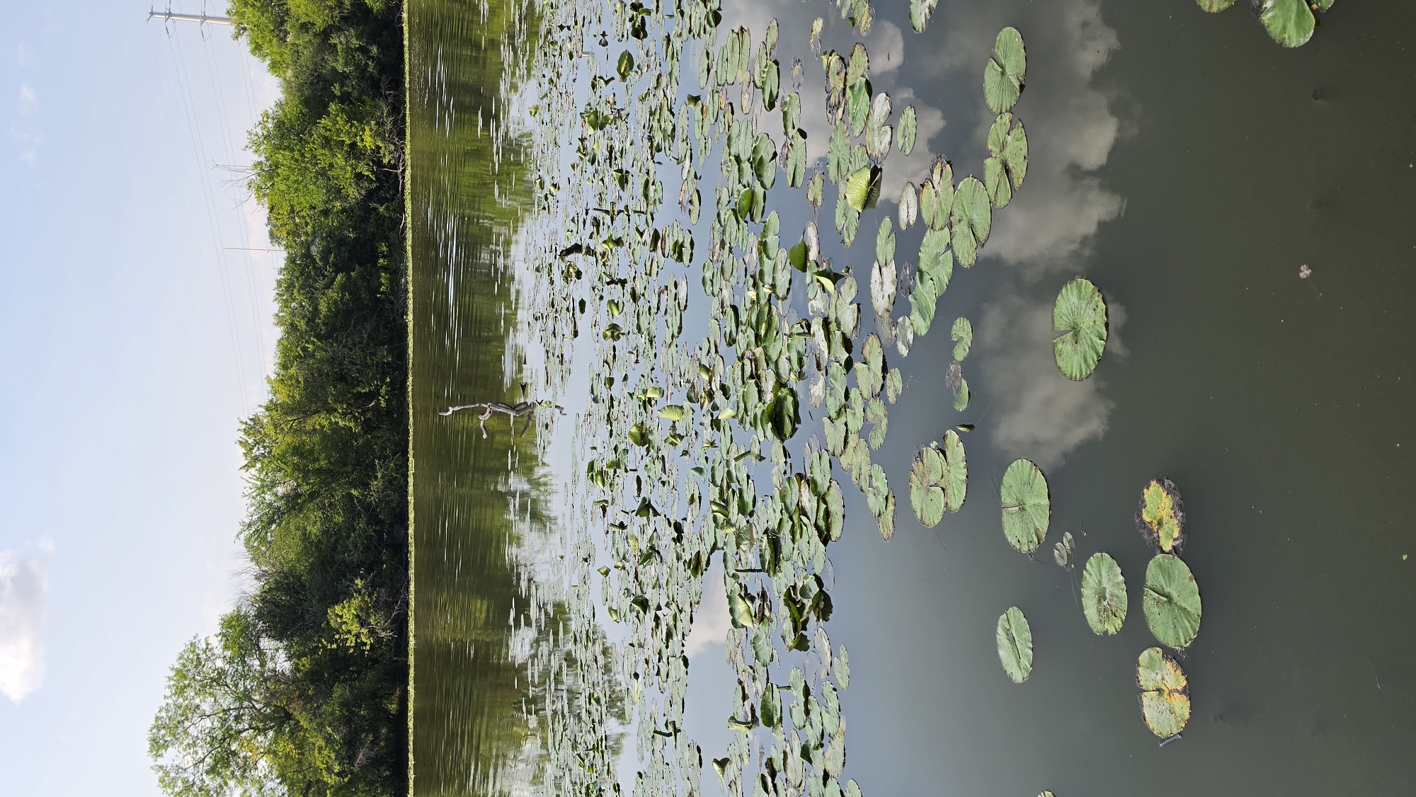 Lily pad lake and gazebo at a quiet Elgin park