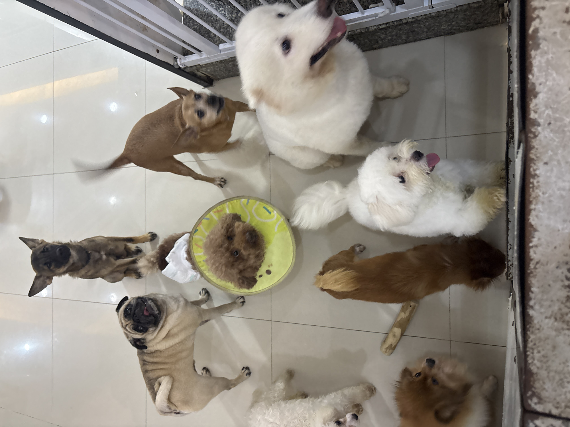 Mixed pack of dogs at a Đà Nẵng pet facility