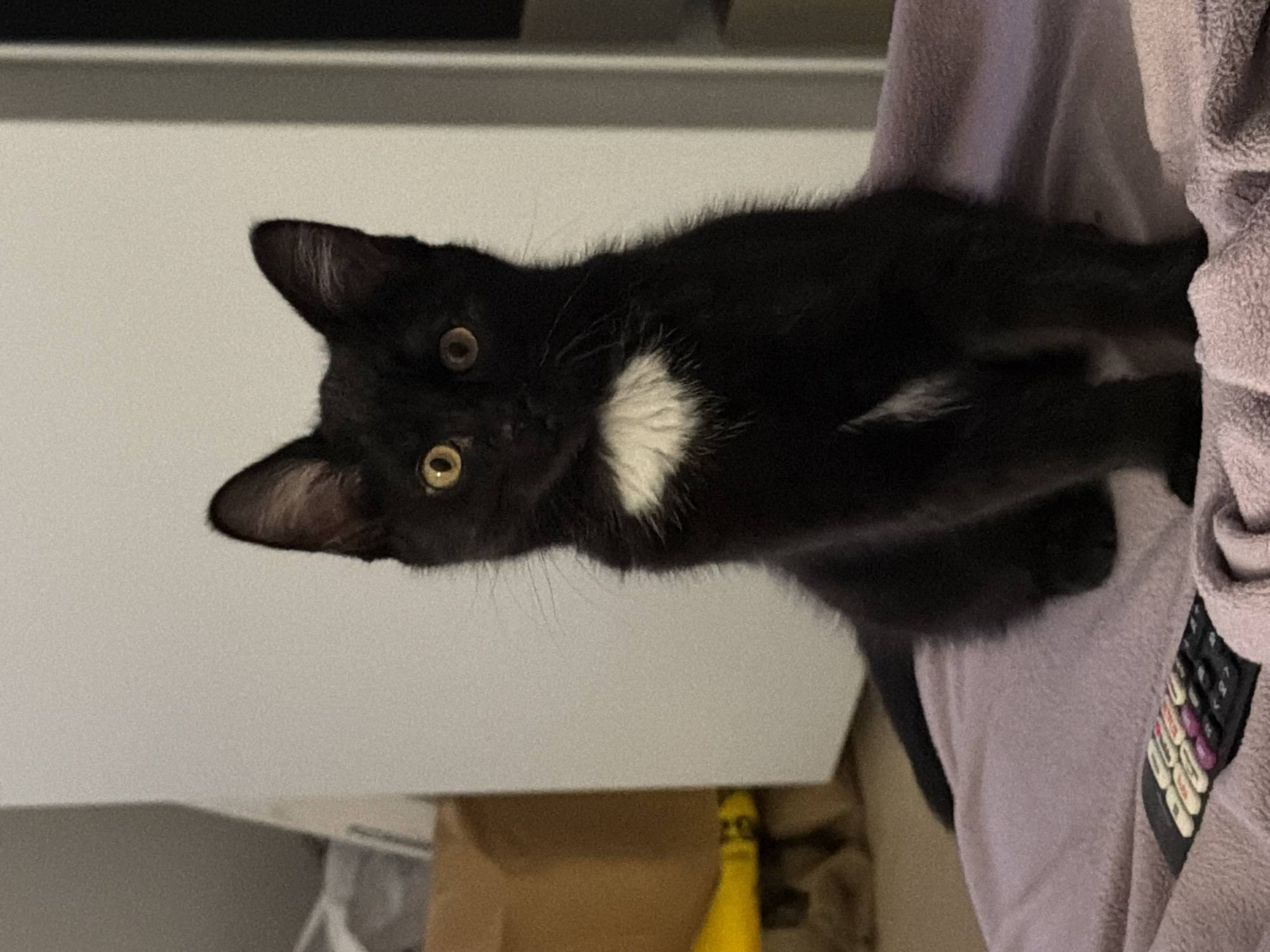 Black and white cat spotted indoors in New Westminster