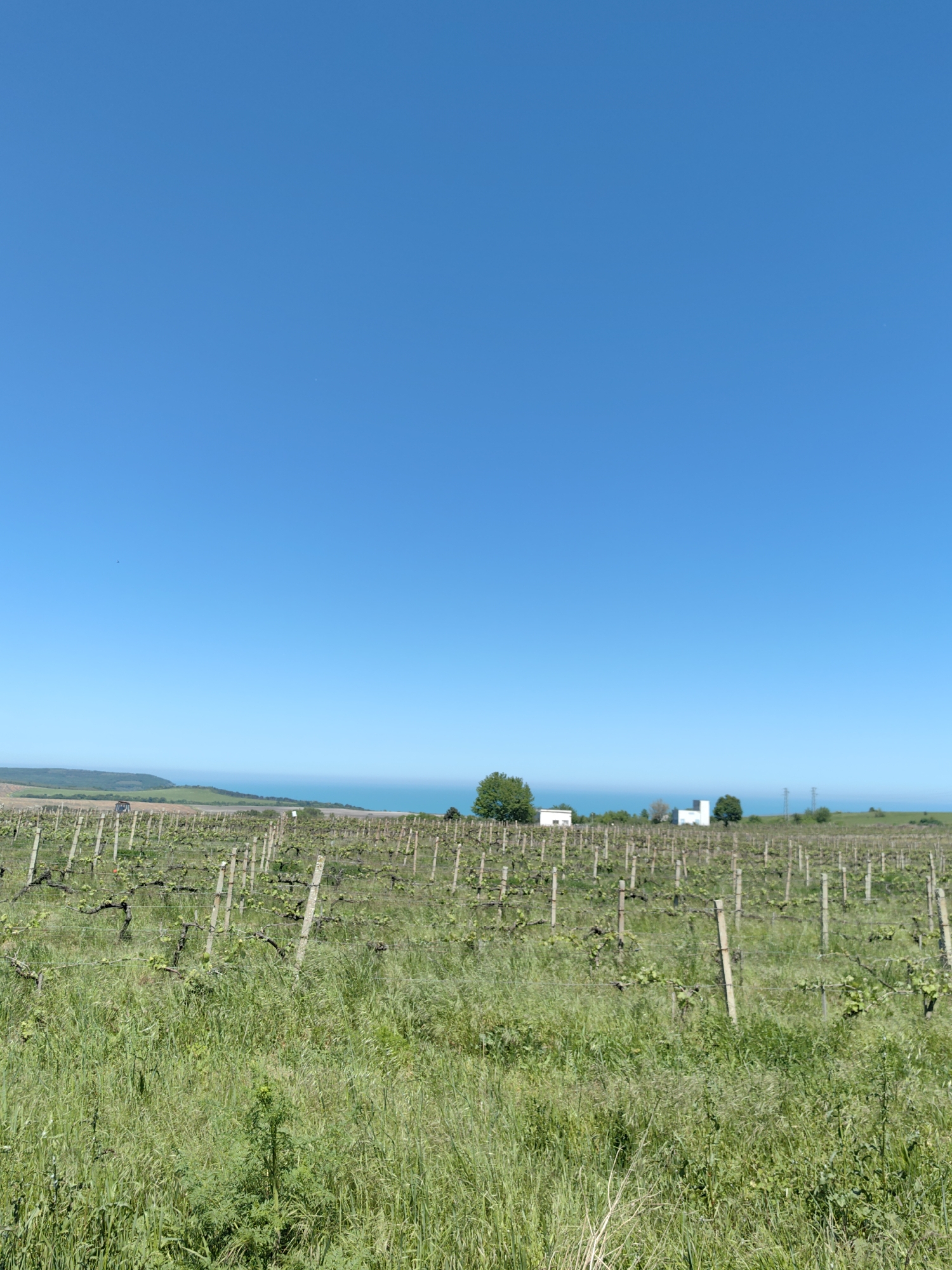 Bulgarian vineyard observed under clear skies in Byala