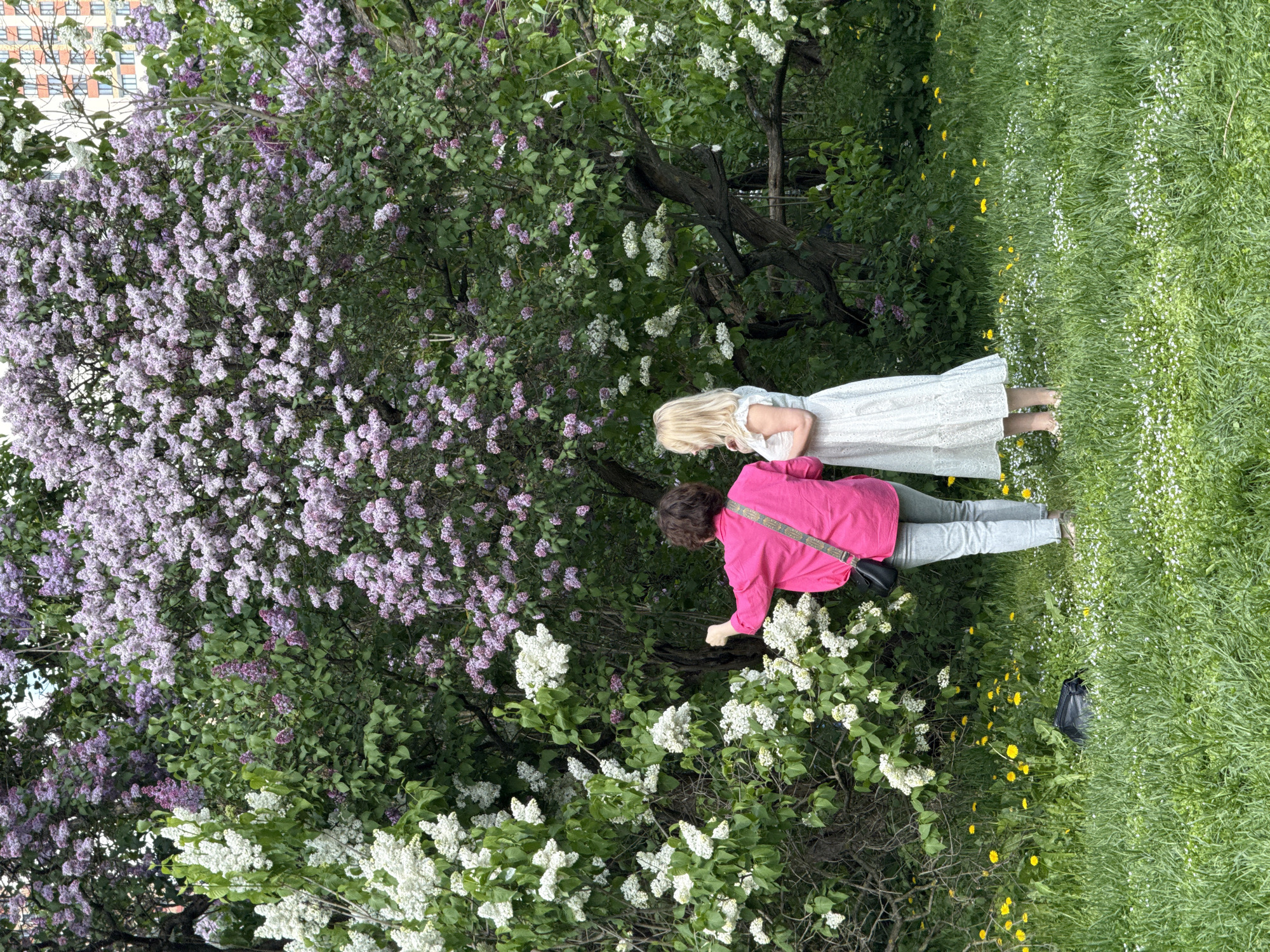 Spring blooms draw photographers to Moscow parks