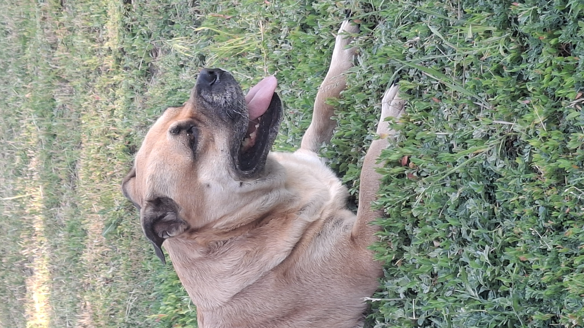 Resident documents pets and garden life in Engels, Russia
