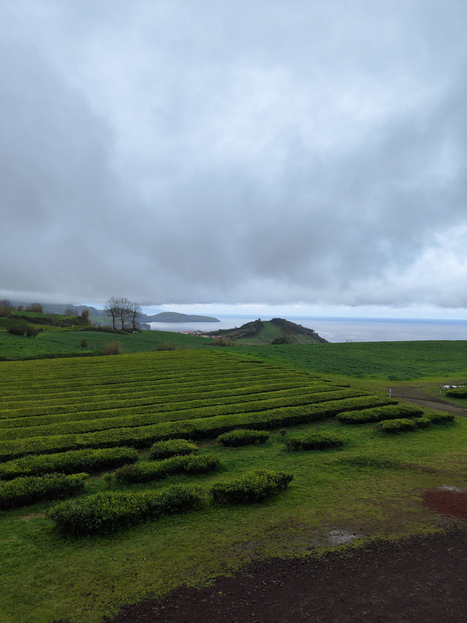 Visitor documents historic Azores tea plantation on cloudy afternoon
