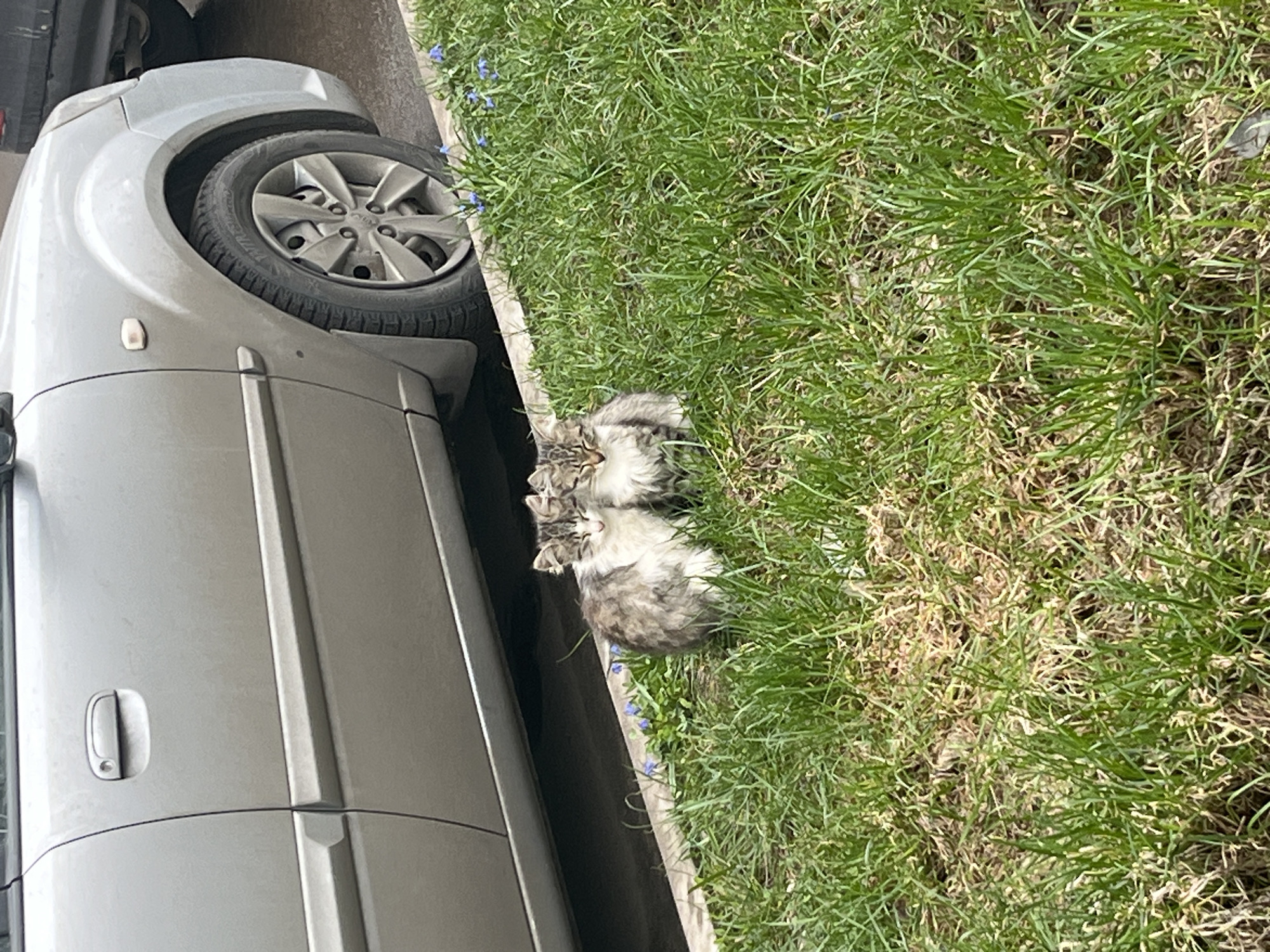 Two cats spotted resting by car in Klin, Russia