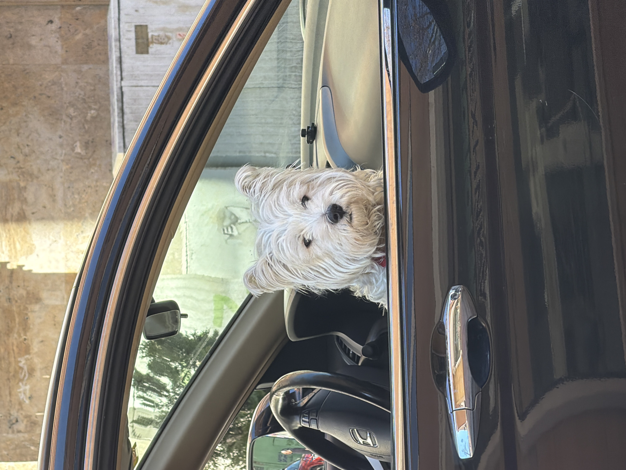 Dog in car, birthday cake spotted in Sofia