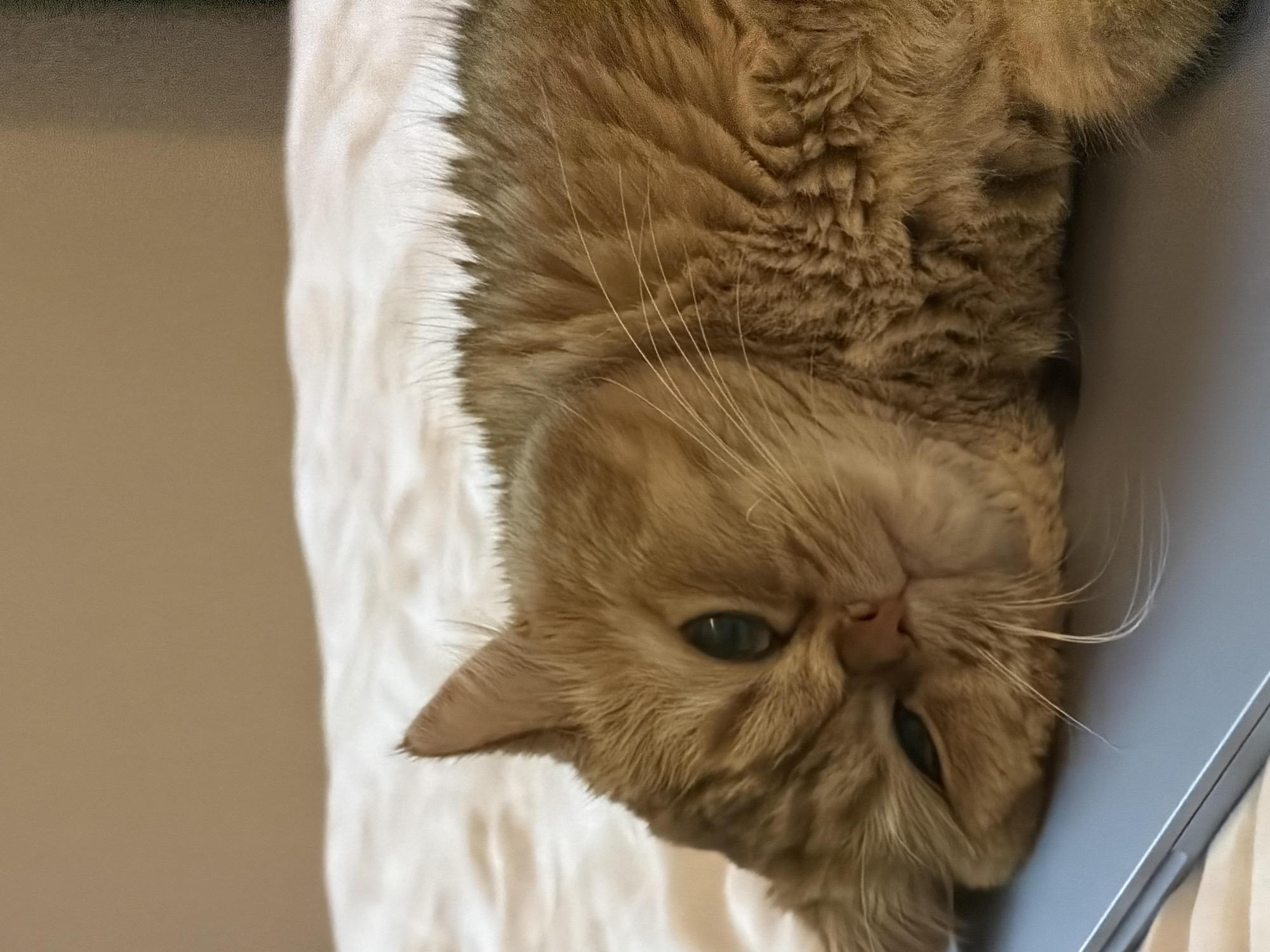 Orange cat occupies every device in a Đà Nẵng bedroom