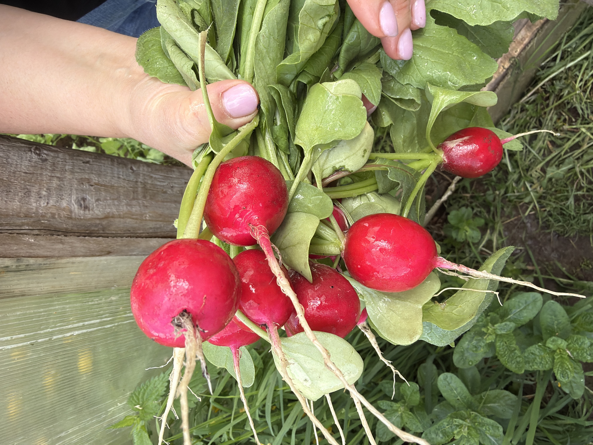 Spring garden documentation captures flowering plants, harvest in Ol'khovo