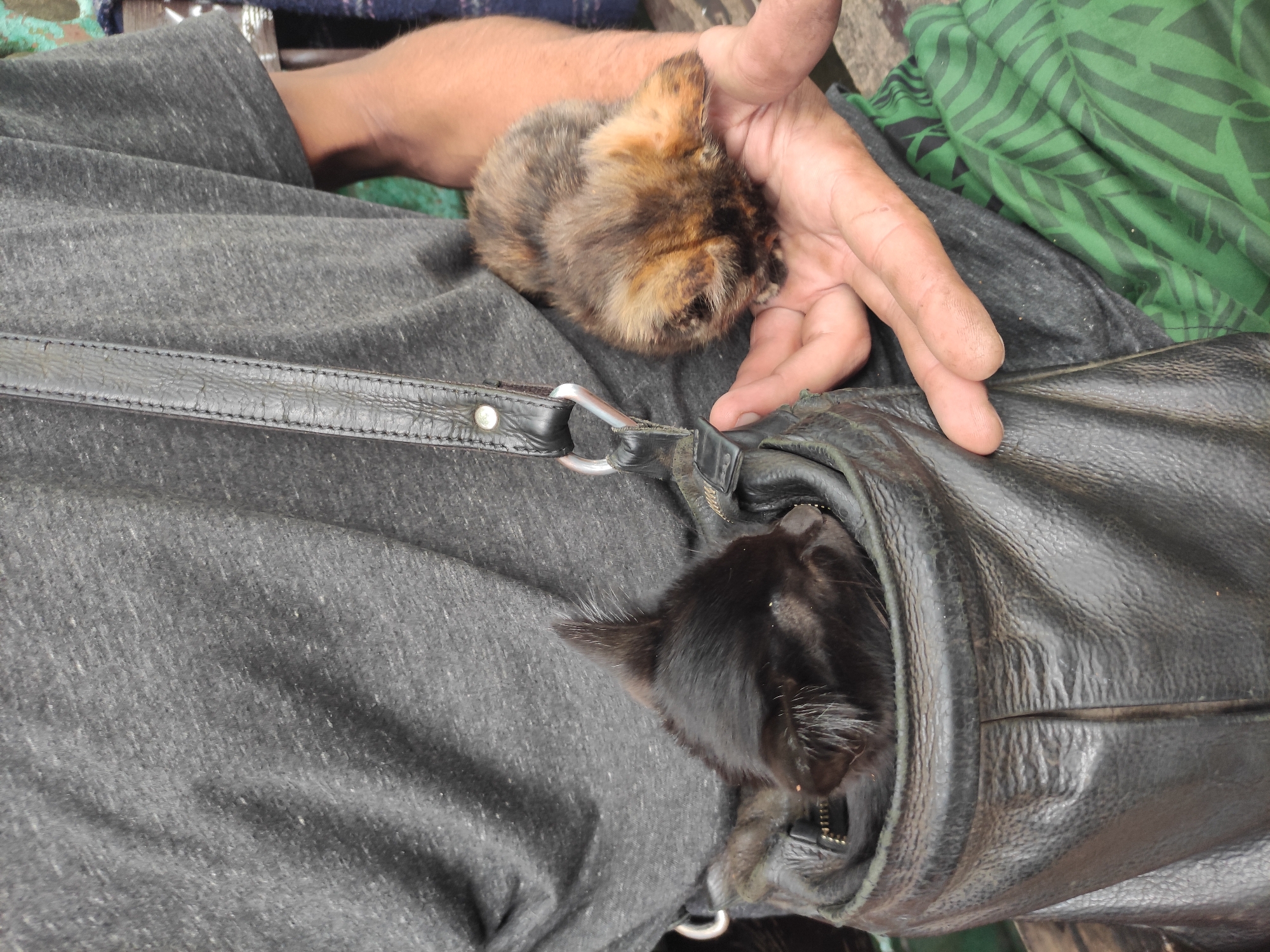 Cats napping, peeking, and being held up close