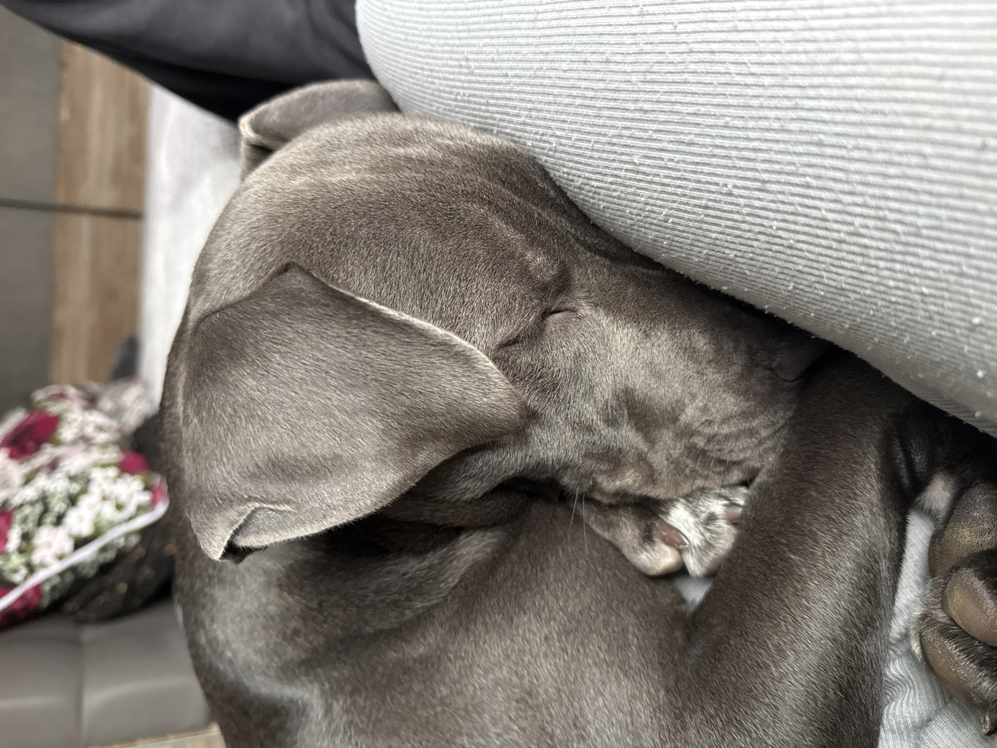 Dog naps peacefully indoors in Varna home