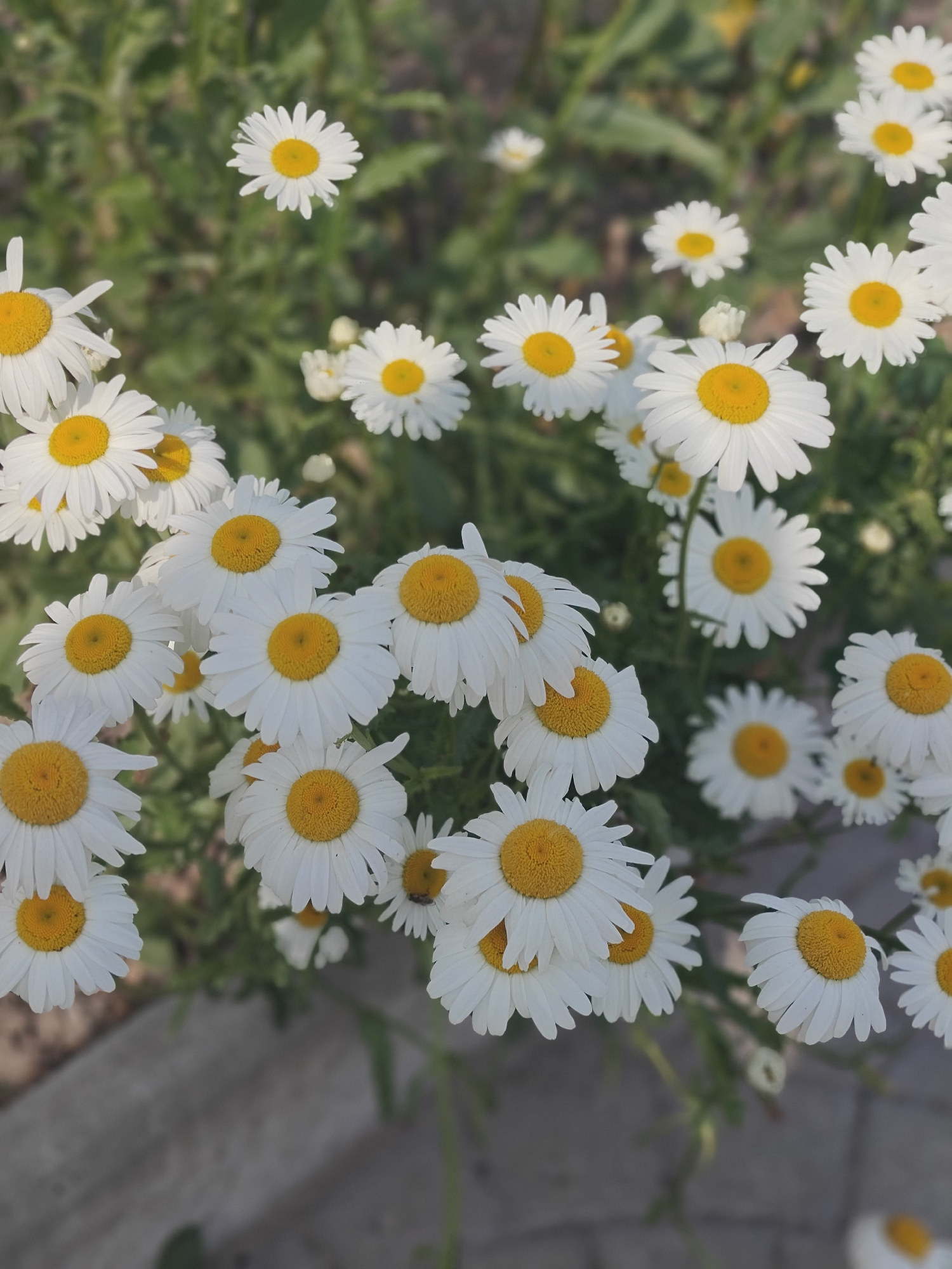 Child plays among blooming flowers in Ukrainian garden