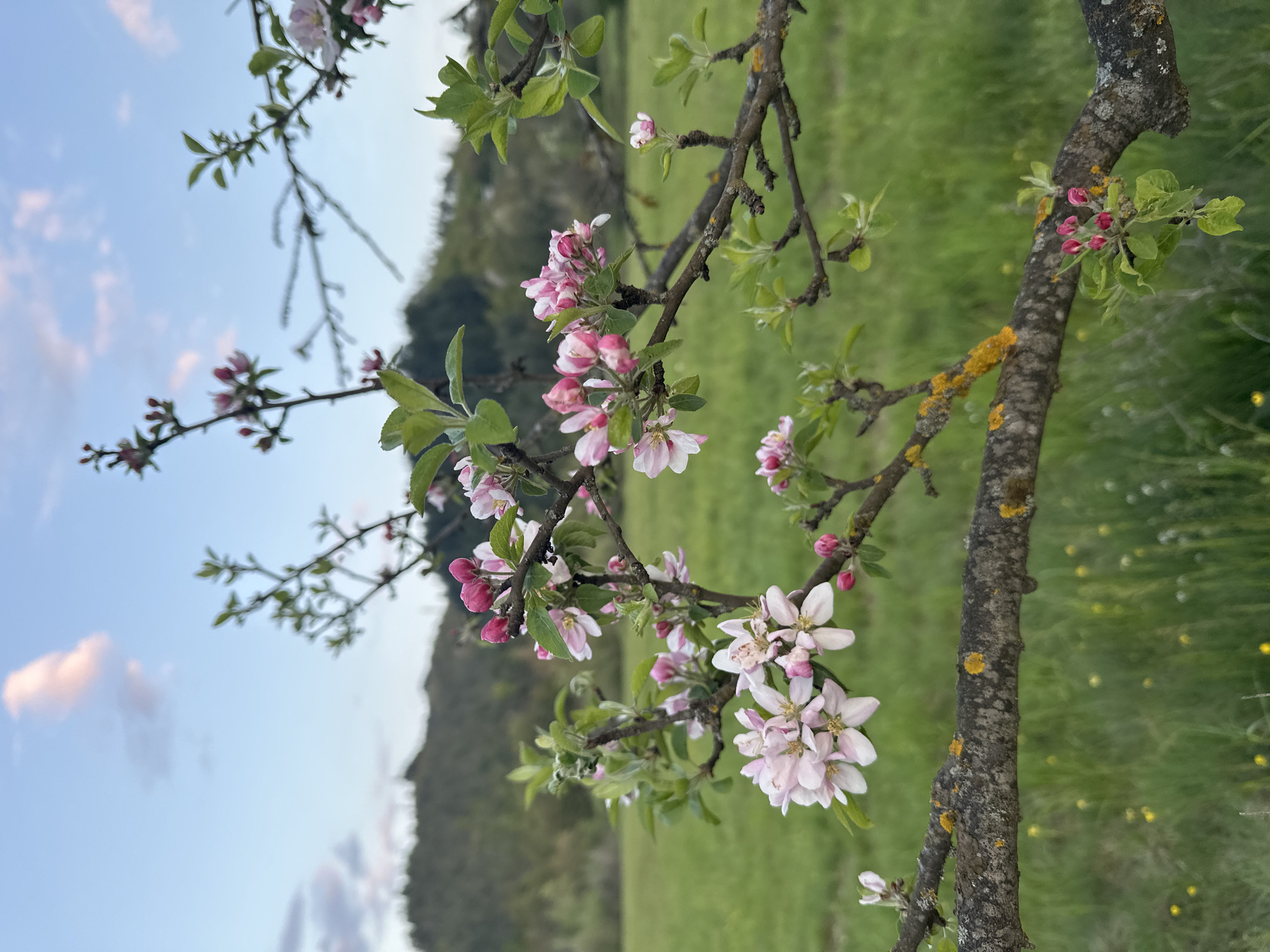 Spring blooms and sunset documented in Rudozem, Bulgaria countryside