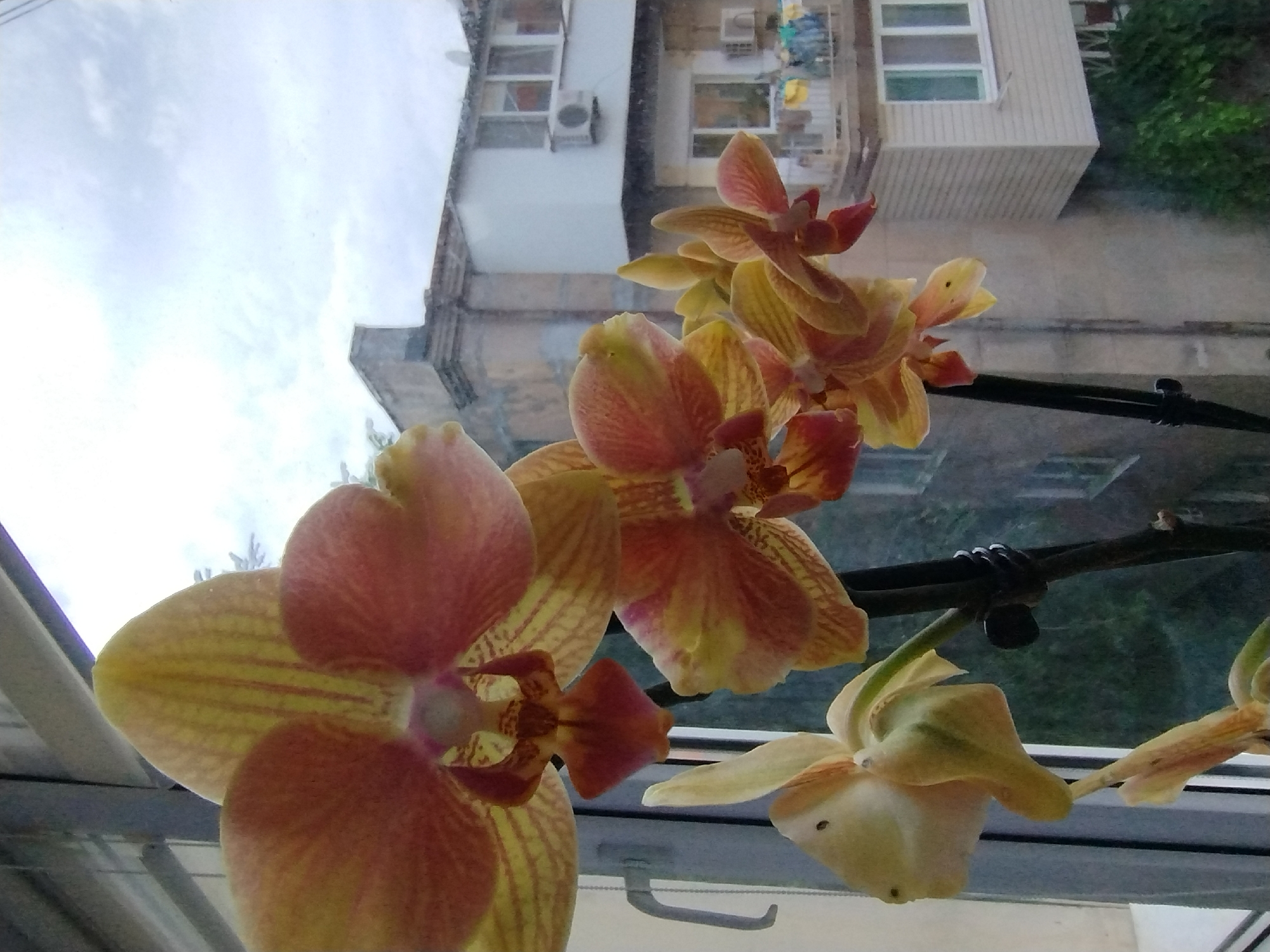 Close-up orchid shots and a garden owl, all in one sitting.
