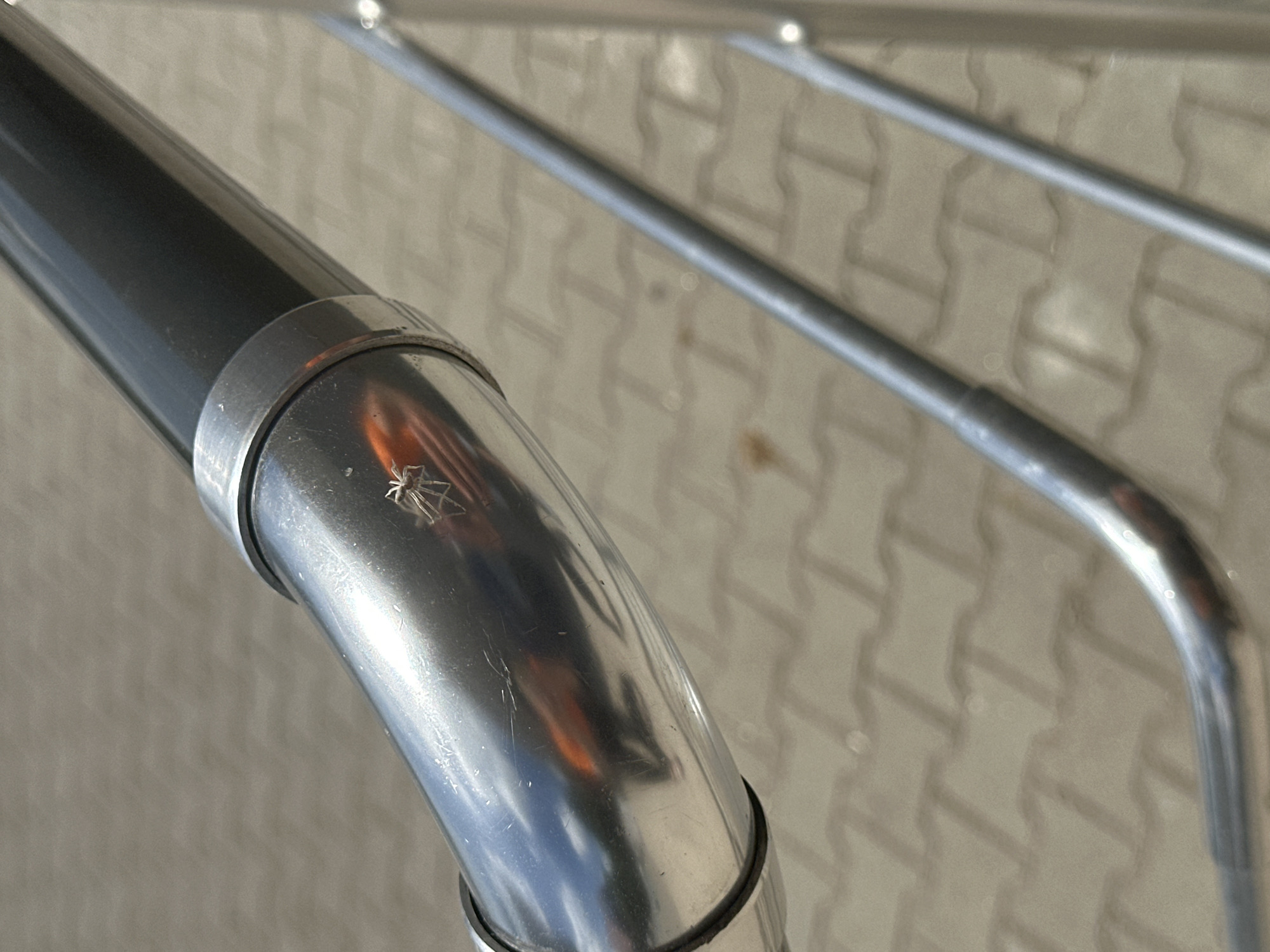 Spiders spotted on metal fixtures in Bulgarian town