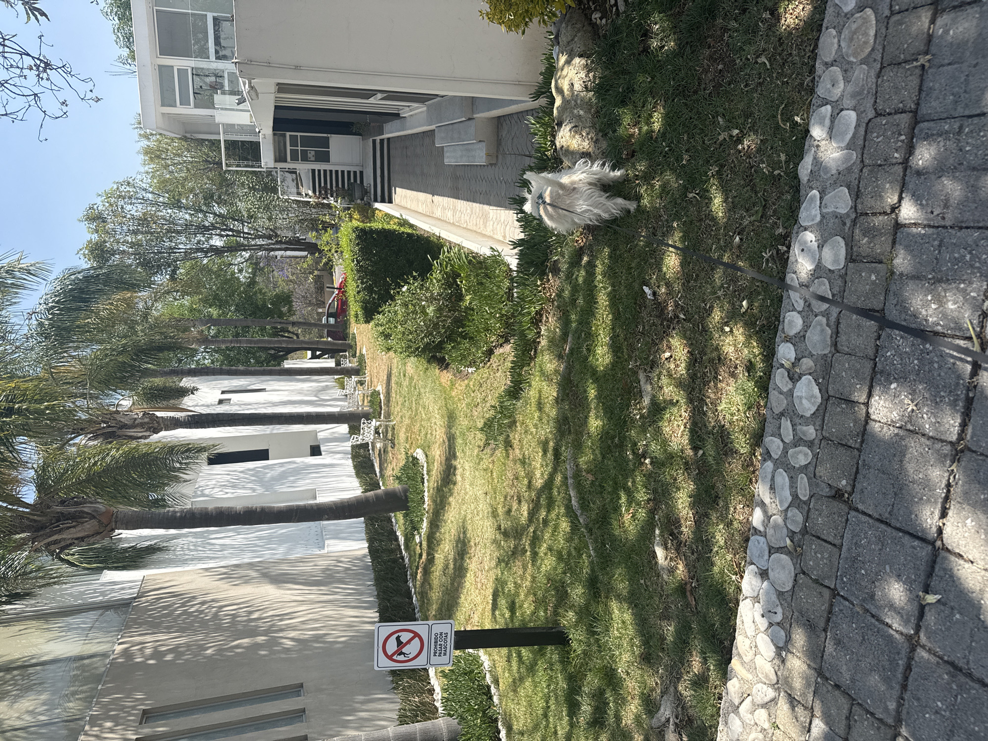 Woman walks dog near Volkswagen Beetle in Mexico town