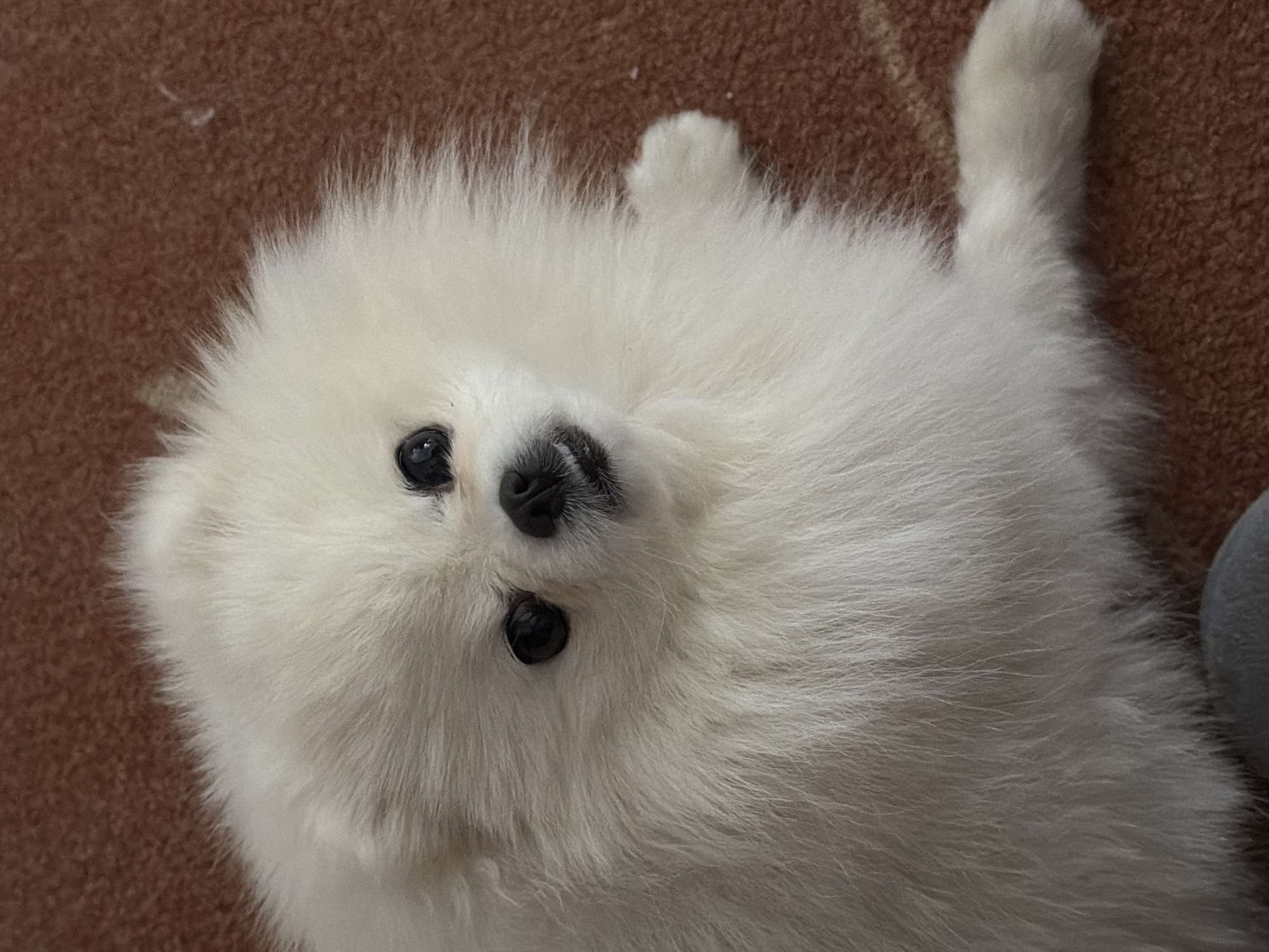 White Pomeranian rests on carpet with pink star toy