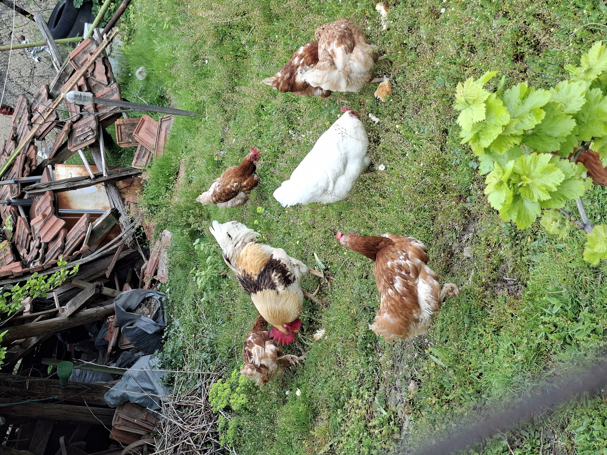 Farm animals observed in rural setting during brief timespan