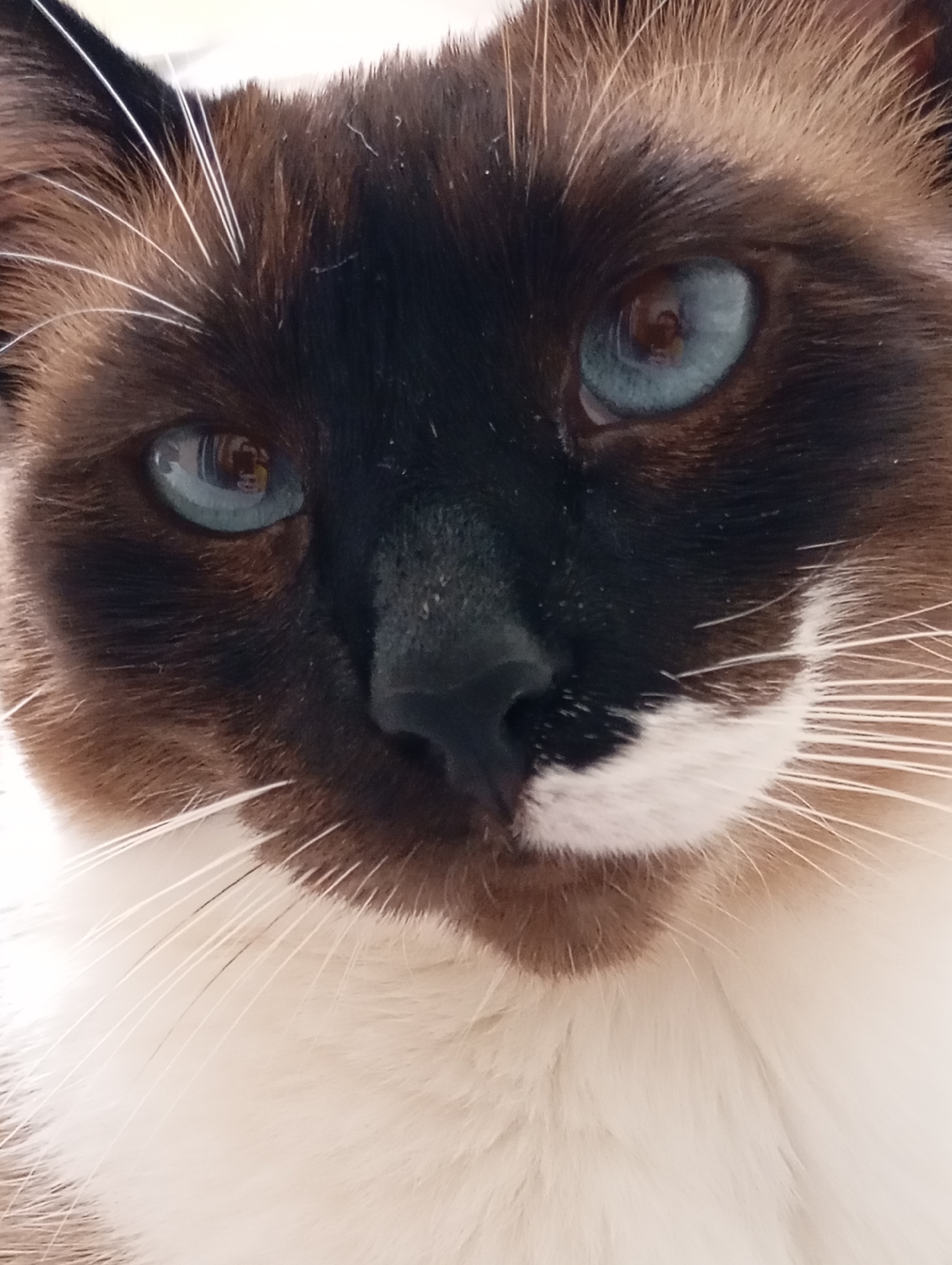 Siamese cat lounging at home in Batumi, Georgia