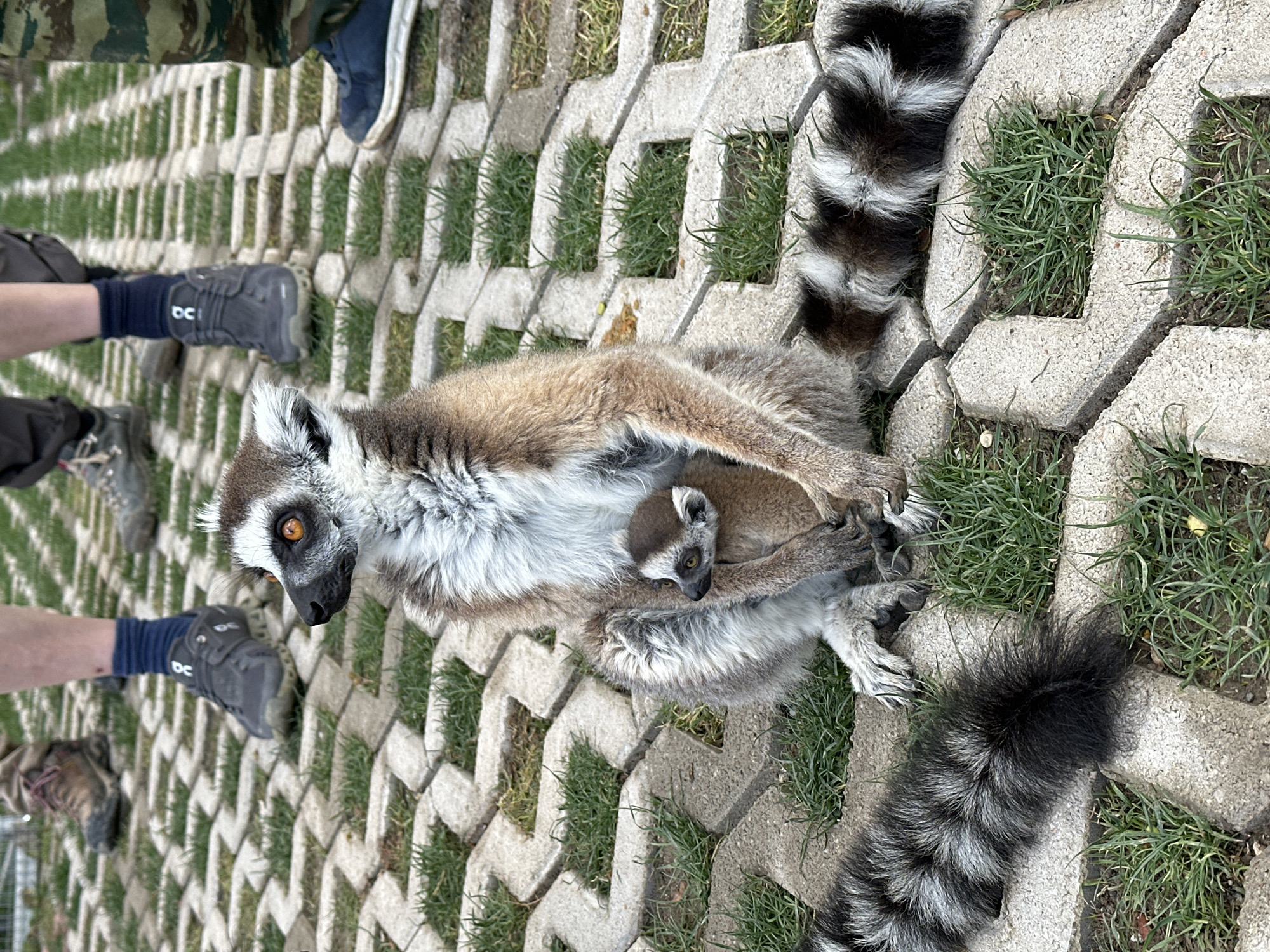 Lemurs gather on paved area in Greece