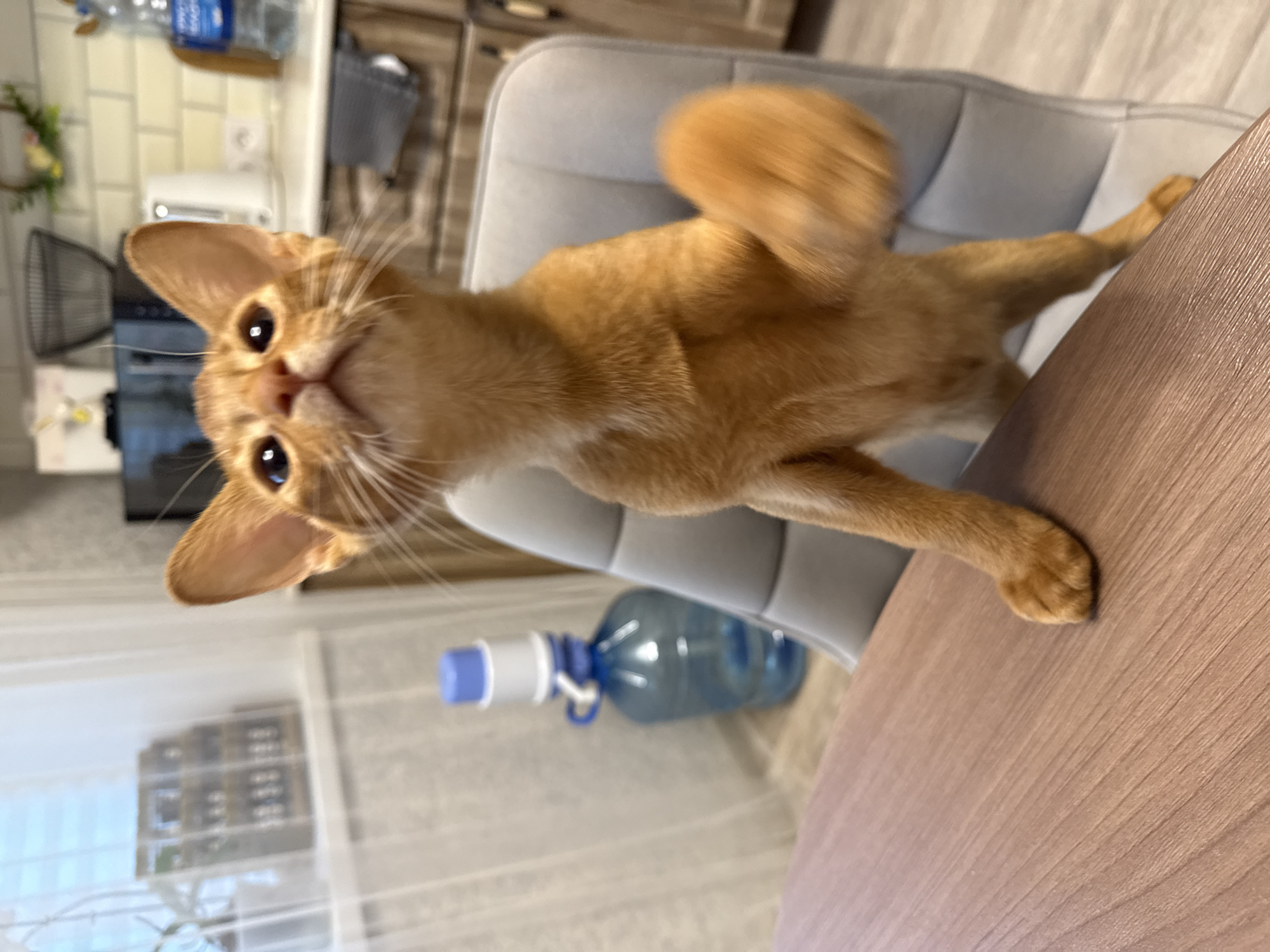 Ginger cat's kitchen antics in Stary Oskol