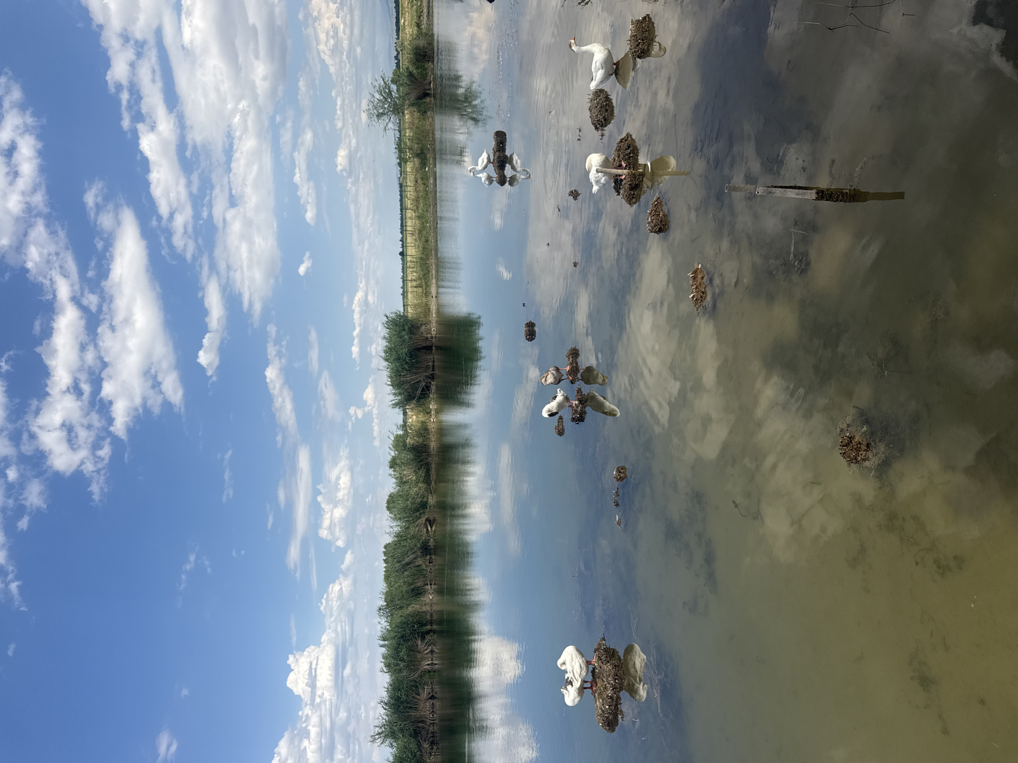 Birds on a reed-edged pond near Voznesenovka, Kyrgyzstan