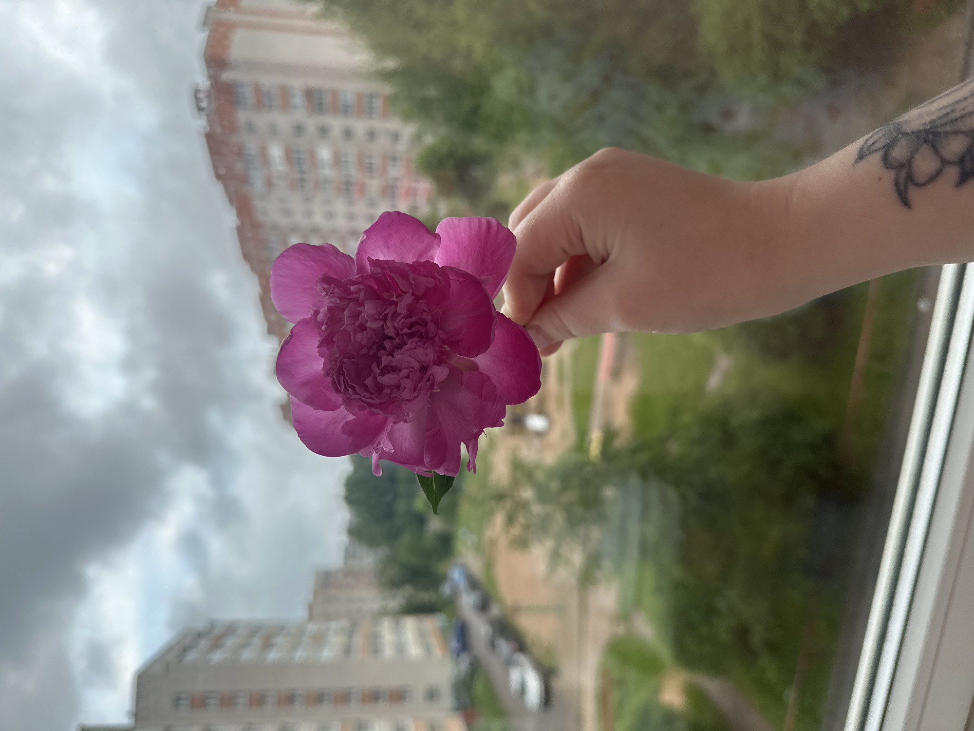 Pink peony held to a window, Soviet apartments in the background