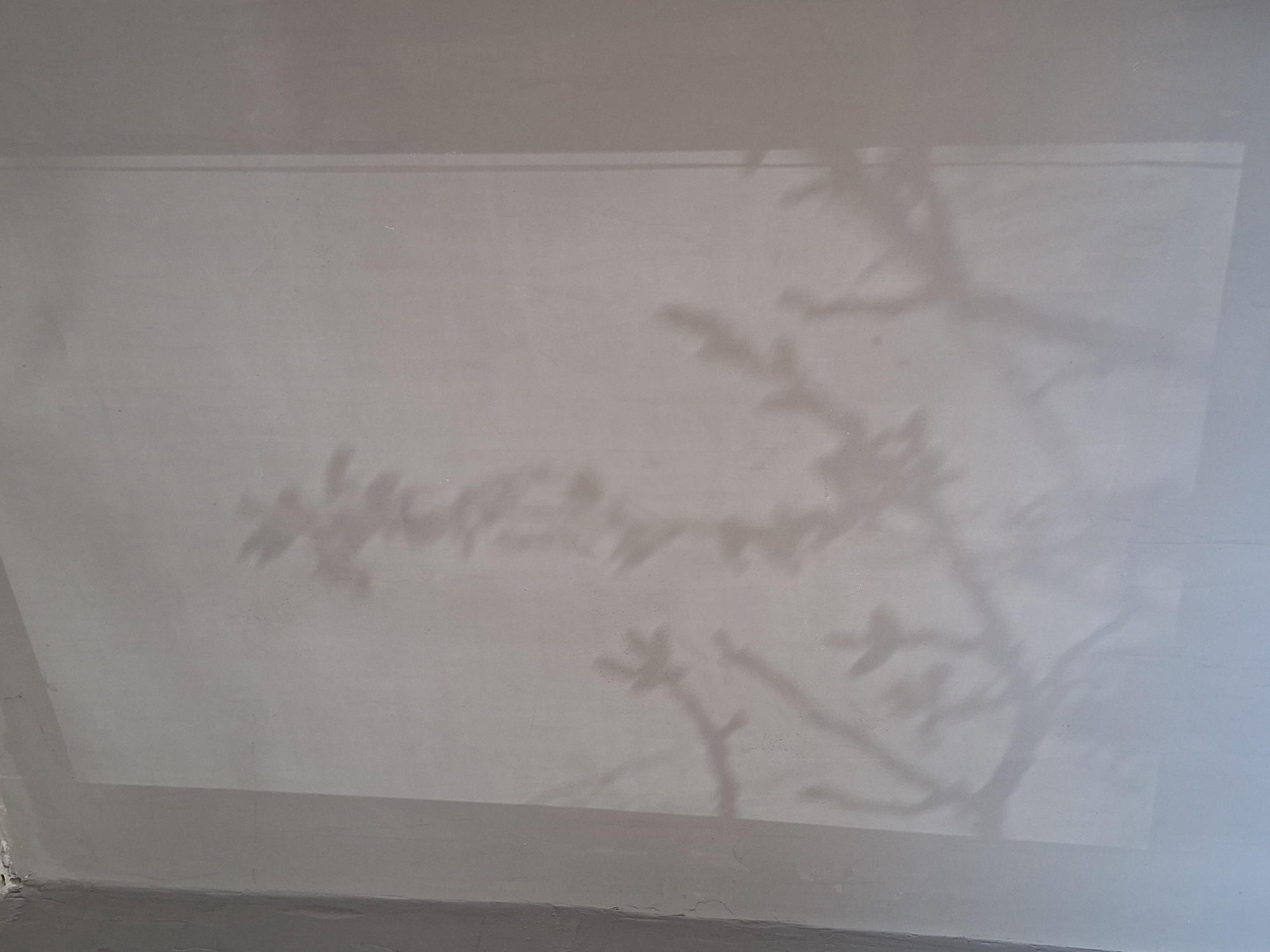 Spring afternoon shadows and bare branches documented indoors and outdoors