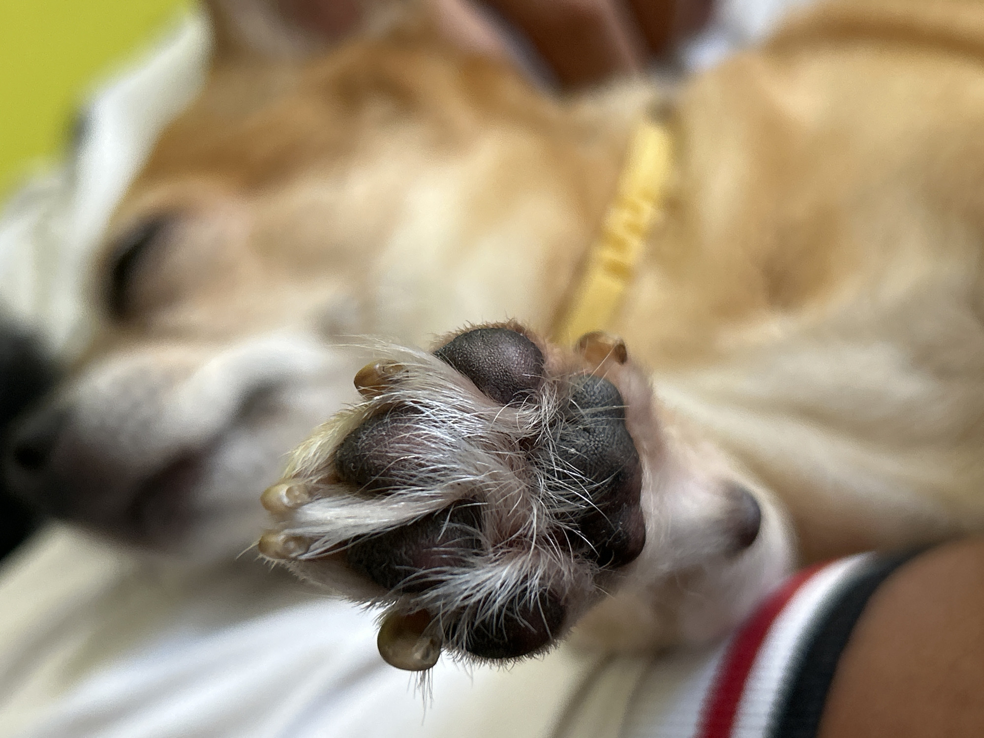 Chihuahua paw detail, Sofia