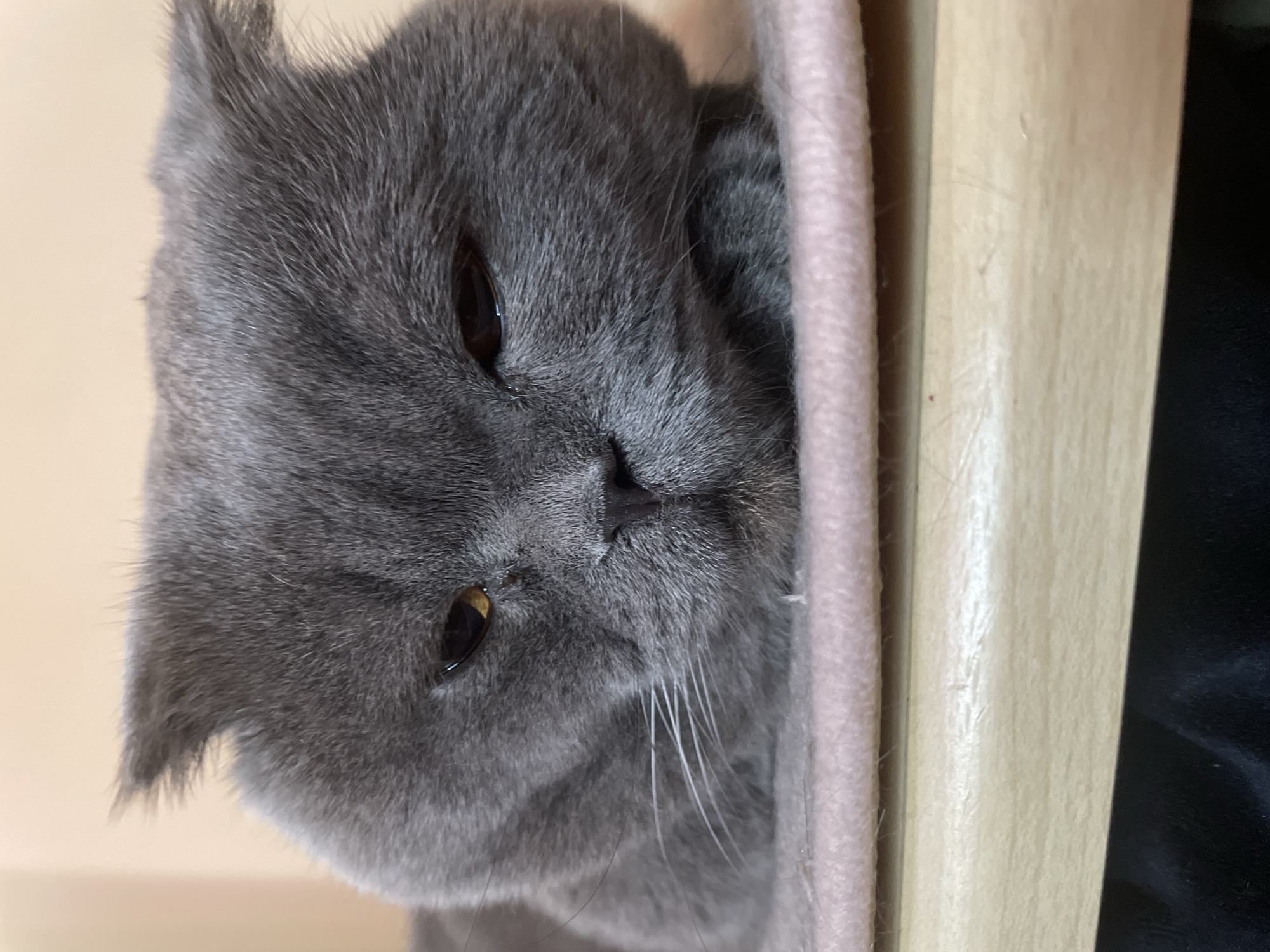 Gray Scottish Fold cat chilling on a pink surface, multiple angles