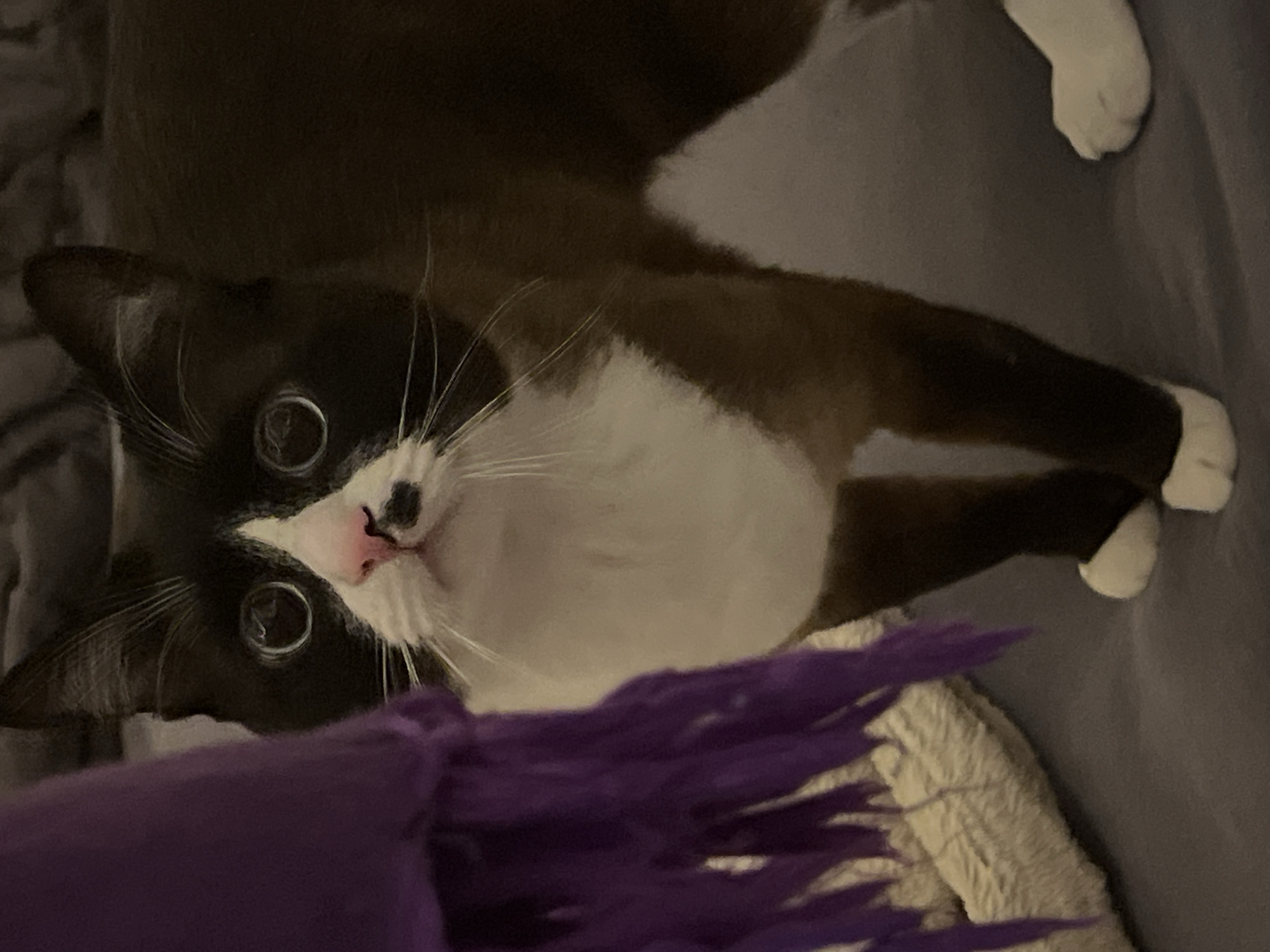 Quiet evening moments captured in Russian home with family, cats